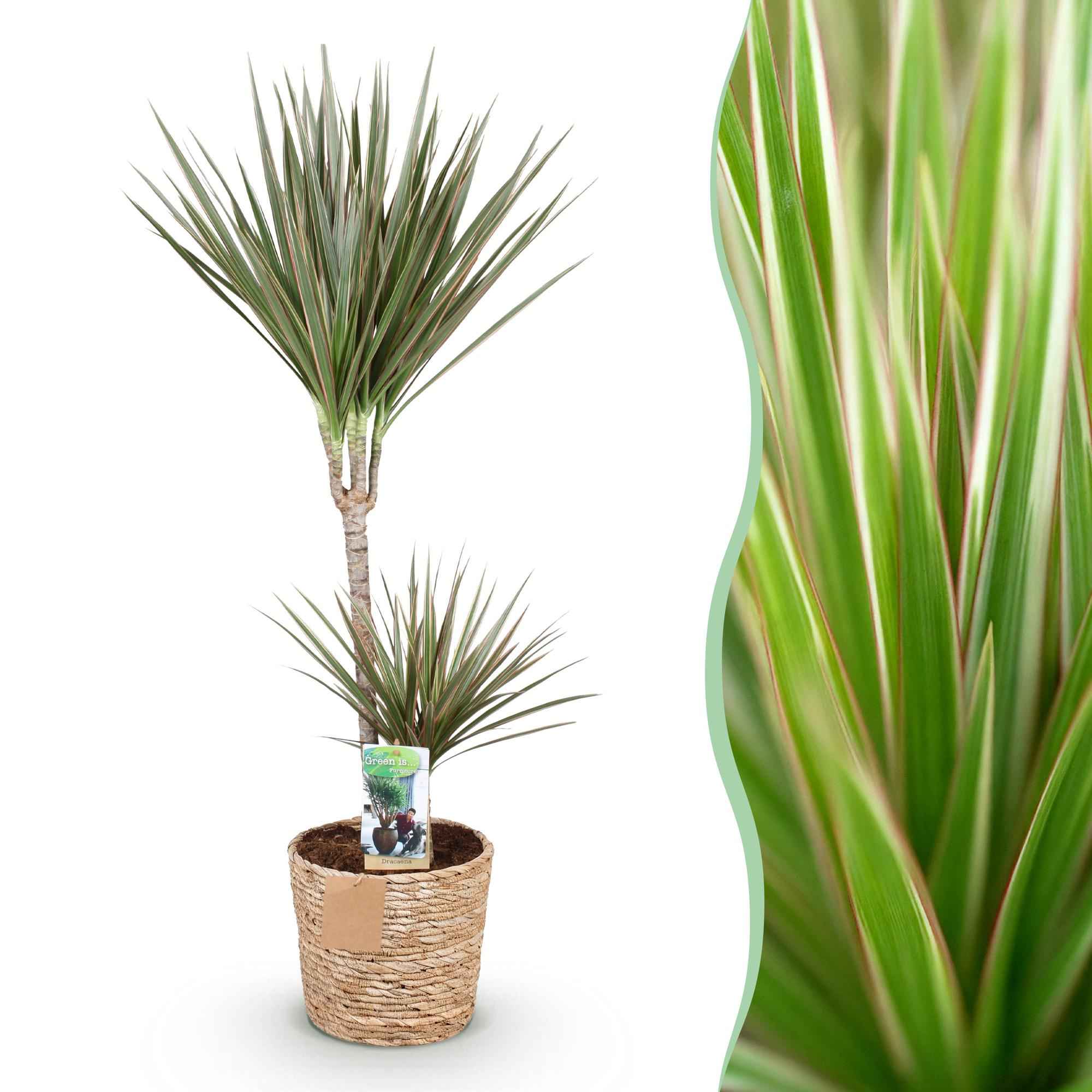 Image of Dracaena Marginata Bicolor – 90-100cm – 21cm inkl. Naturkorb – Pflegeleichter Drachenbaum – Grün – Braunes zweifarbiges Blattwerk – & Arbeitsräume-1