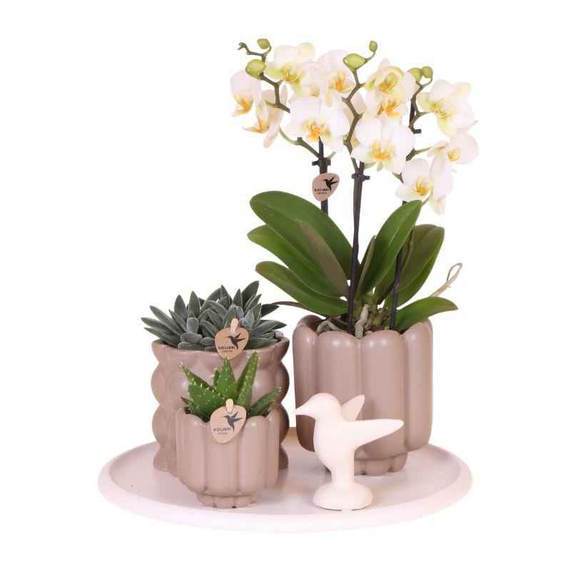 Image of Geschenkset Slow Living – Weiße Phalaenopsis Orchidee mit 2-3 Trieben & 2 Grünpflanzen – Beige Keramiktöpfe auf weißem Tablett-0