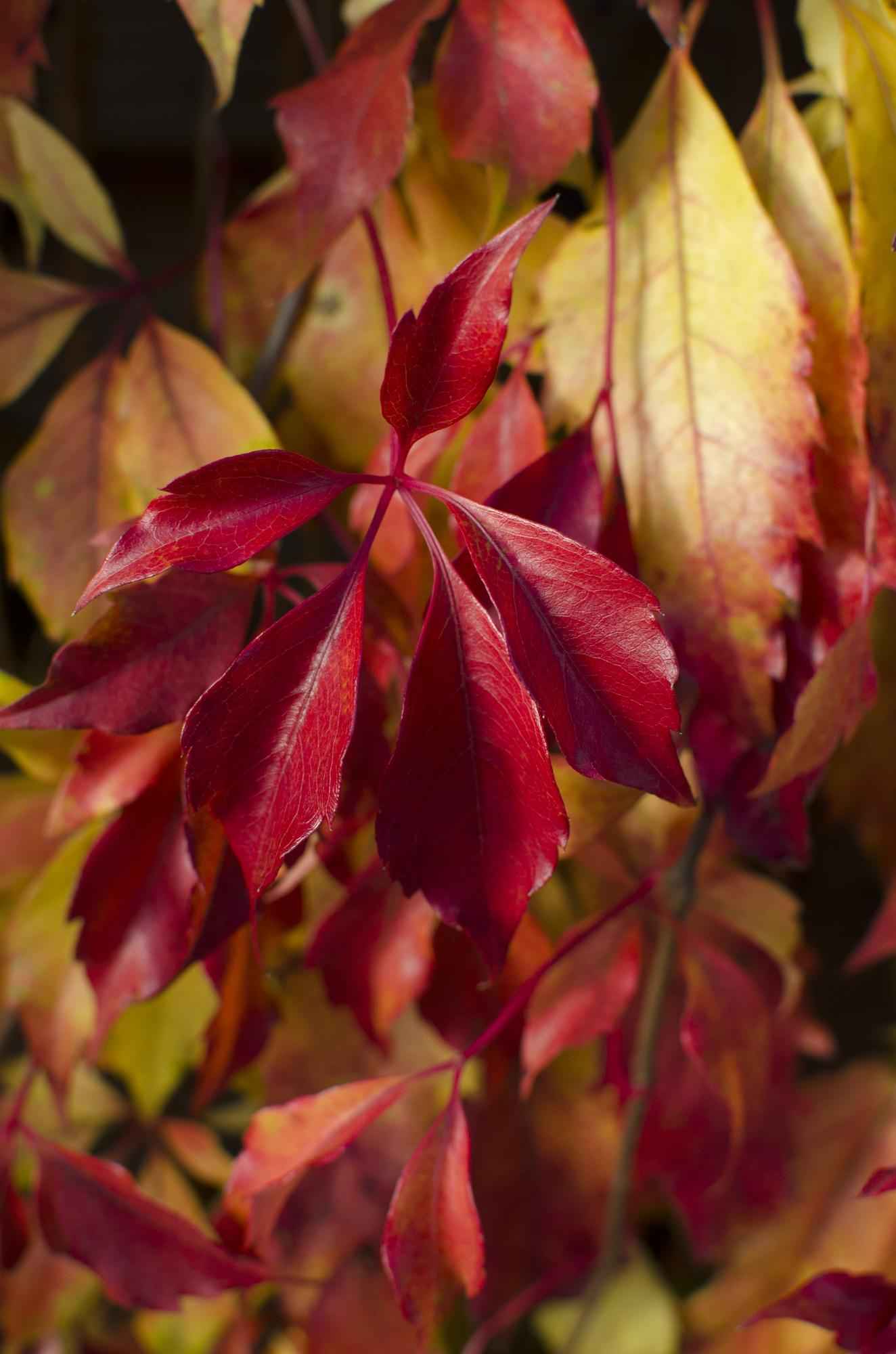 Image of Jungfernrebe – Parthenocissus henryana – Ø15cm – ↕65cm – Farbintensive Kletterpflanze mit roter Herbstfärbung