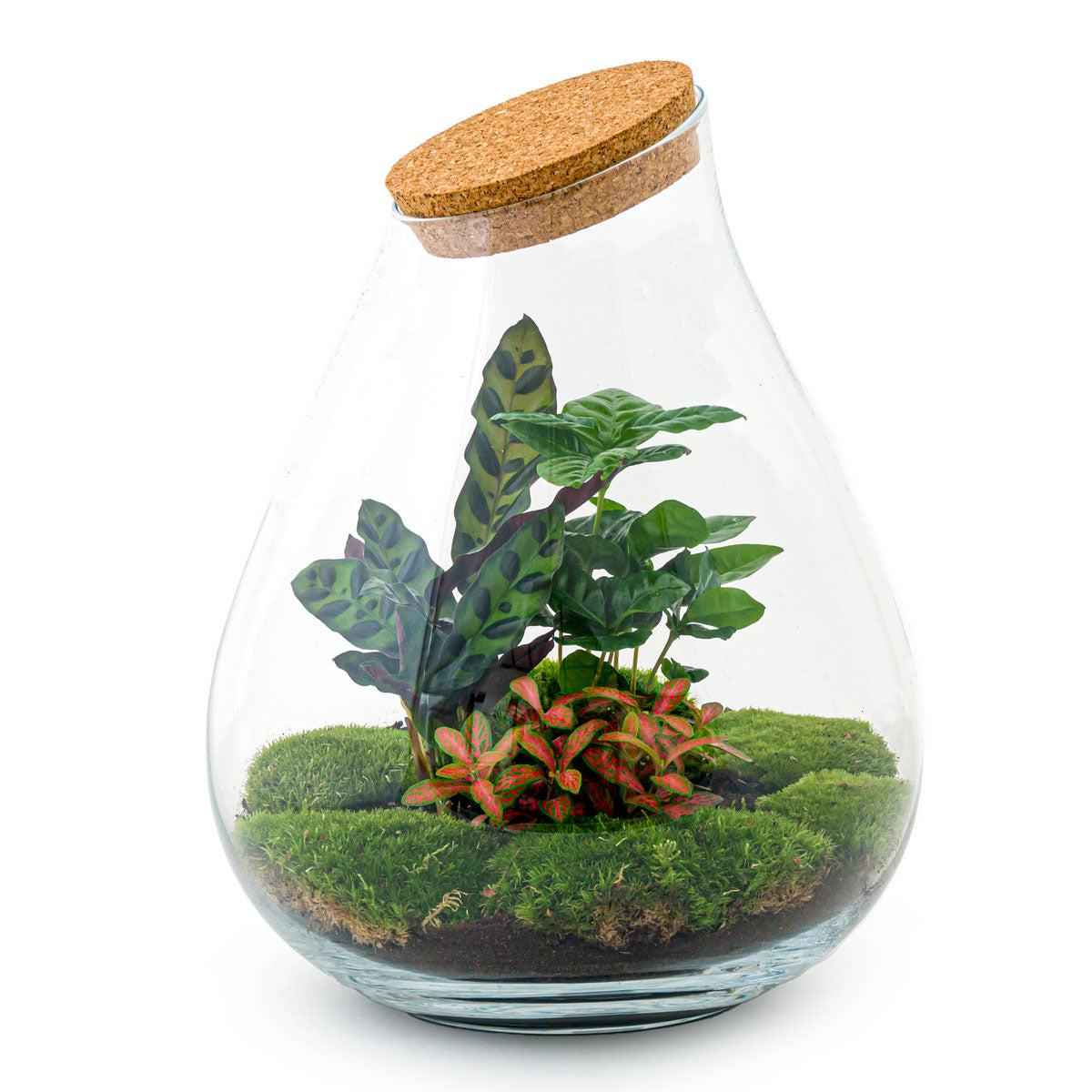Image of Flaschengarten Drop XL – Do – it – yourself Terrarium mit Korkdeckel – Ø29cm x H37cm – DIY – Pflanzset mit Coffea Arabica, Calathea & Fittonia