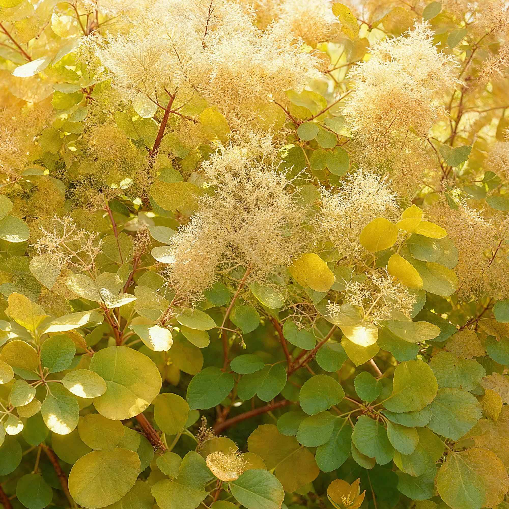 Image of Cotinus coggygria Golden Spirit – Gelbes Laub – 12cm – Höhe ca. 35cm – Laubfallender Perückenstrauch mit gelbem Sommerlaub & orange – Pflegeleicht-3