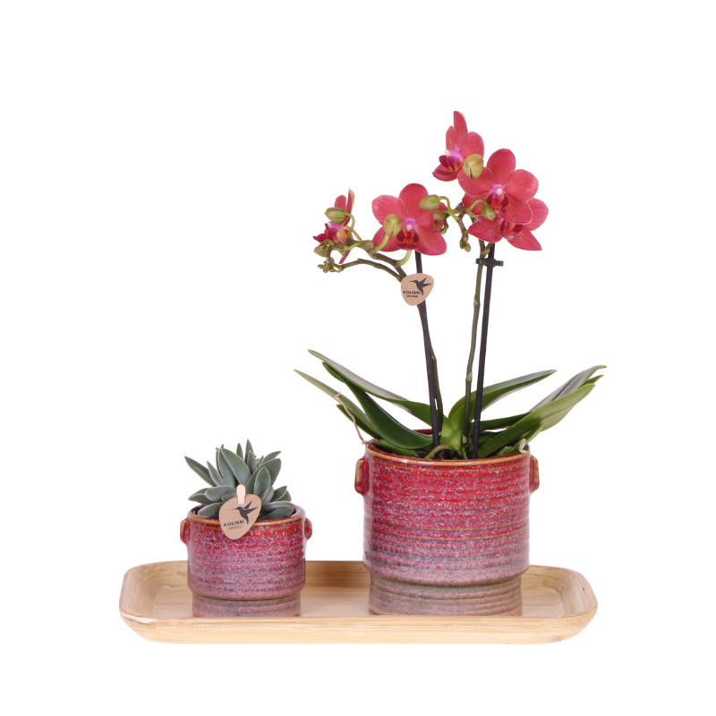 Image of Geschenkset Aura – Rosa Phalaenopsis Orchidee Congo & Grünpflanze – Dekoset mit 2 Aura Ziertöpfen & Bambustablett – Stilvolle Pflanzen-0