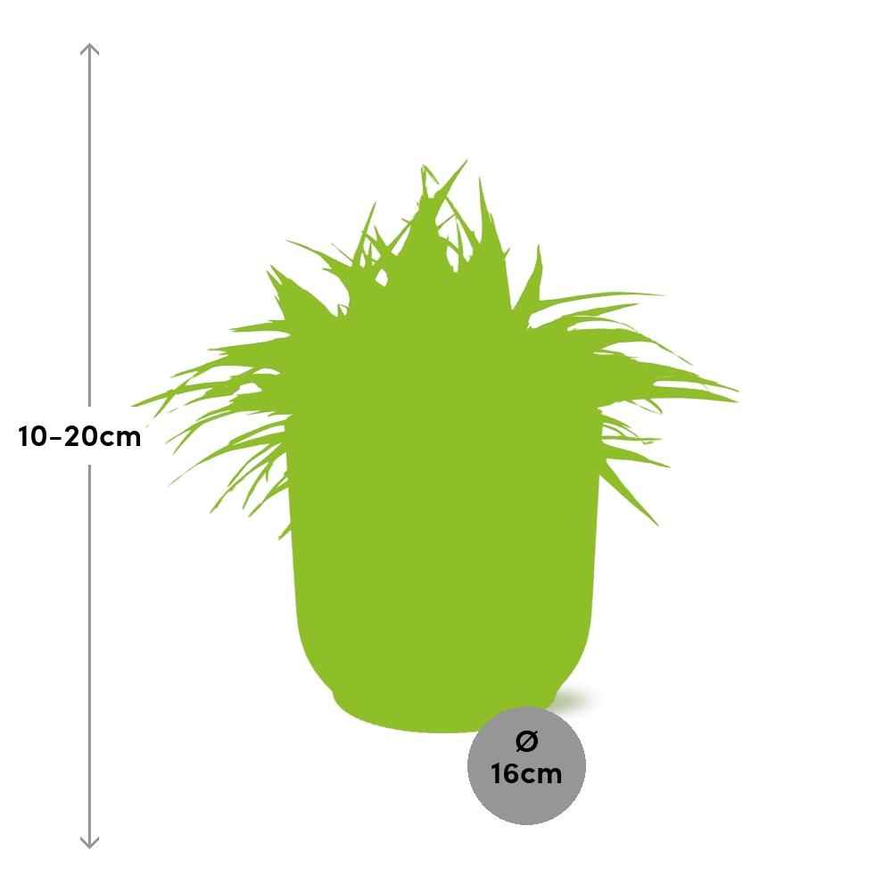 Image of Grünlilie – Chlorophytum Ocean – ca. 15cm Höhe – Zimmerpflanze mit weißen Blattstreifen – luftreinigend & pflegeleicht – Topfgröße Ø16cm-2