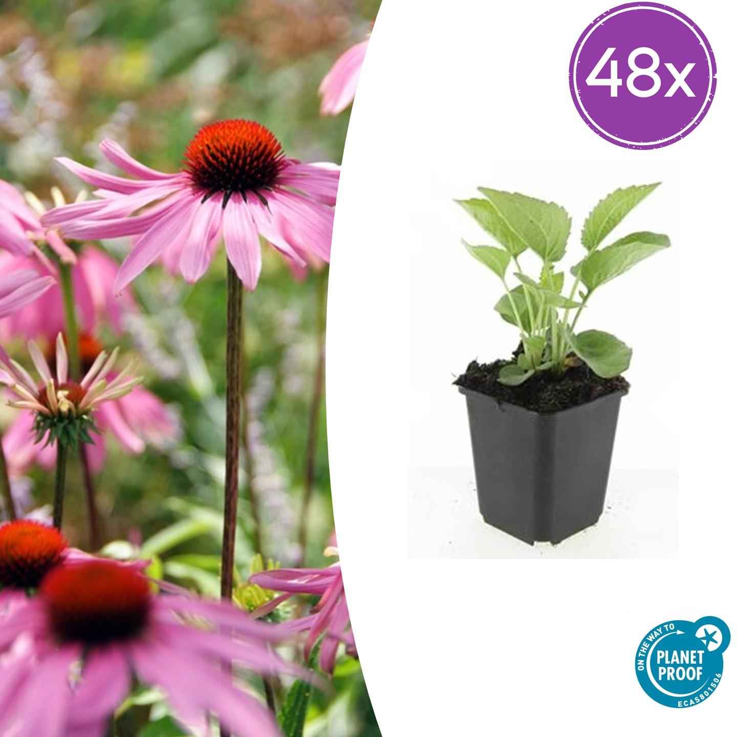 Image of Echinacea purpurea 'Magnus' – 48 Pflanzen – ↕10-25cm – Ø9cm – Purpur – Sonnenhut – Winterharte Staude – Bienen & Schmetterlinge – Pflegeleicht