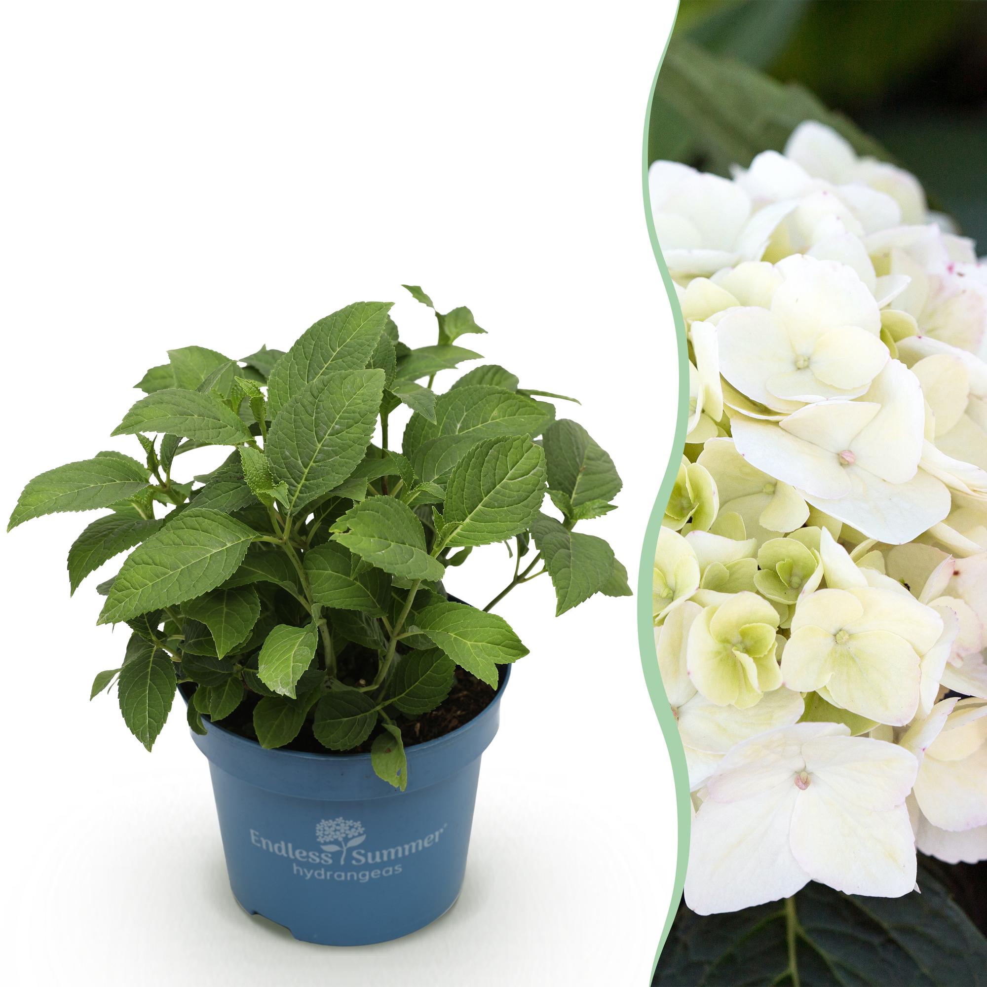 Image of Hortensie Hydrangea Endless Summer The Bride winterhart weiß 14cm 20-25cm für Garten Balkon Terrasse Beet blühender Zierstrauch pflegeleicht-1