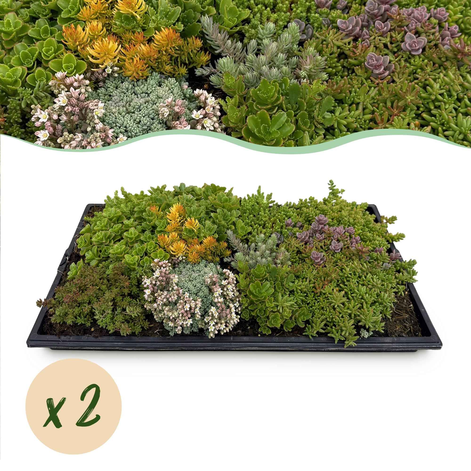 Image of Bodendecker Sedummatte – Winterhart – 2 Vegetationsmatten – 10 Sorten – Pflegeleichte Sukkulentenmatte für Garten, Dachbegrünung & Terrasse – 50x30cm