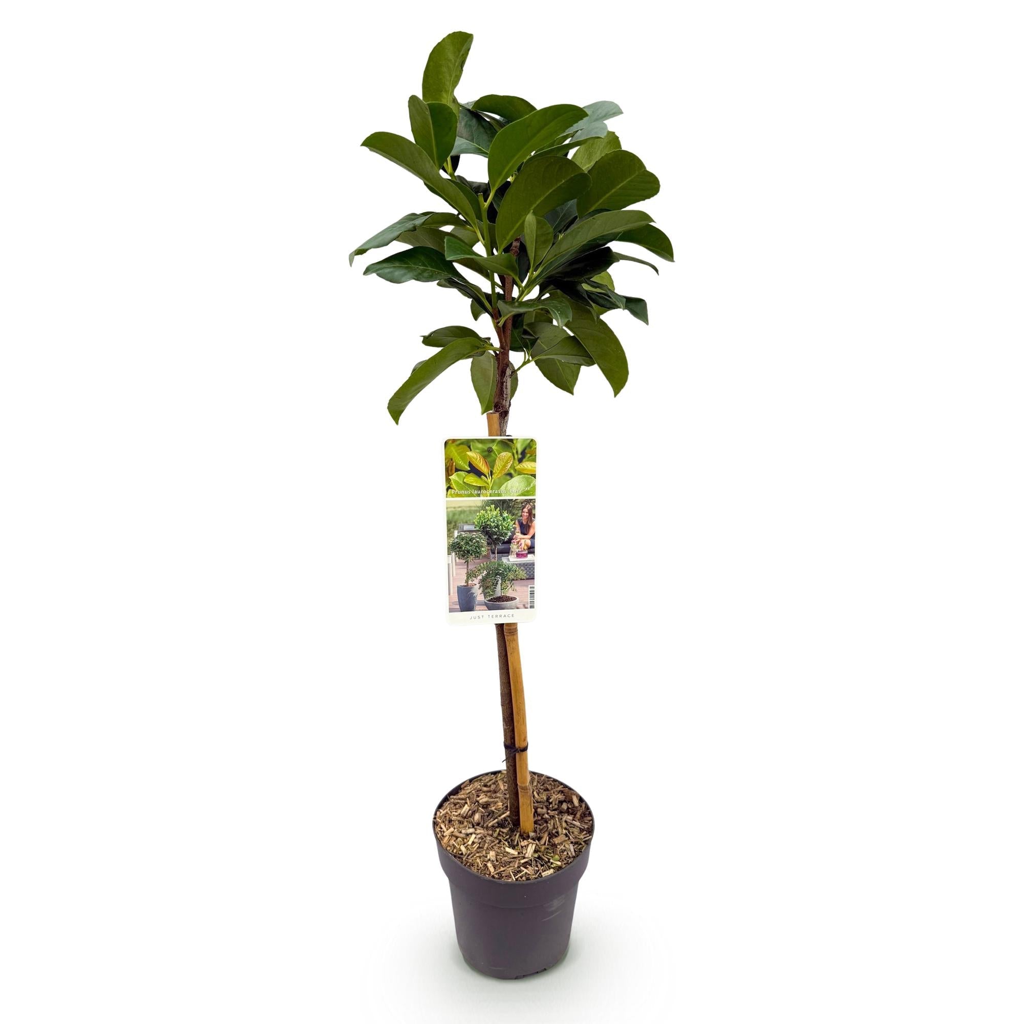 Image of Kirschlorbeer – Prunus laurocerasus Etna – Stamm – Pflanze – Immergrün – Höhe ca. 90cm – Topf Ø19cm – Pflegeleicht – Für Terrasse, Balkon & Garten-1