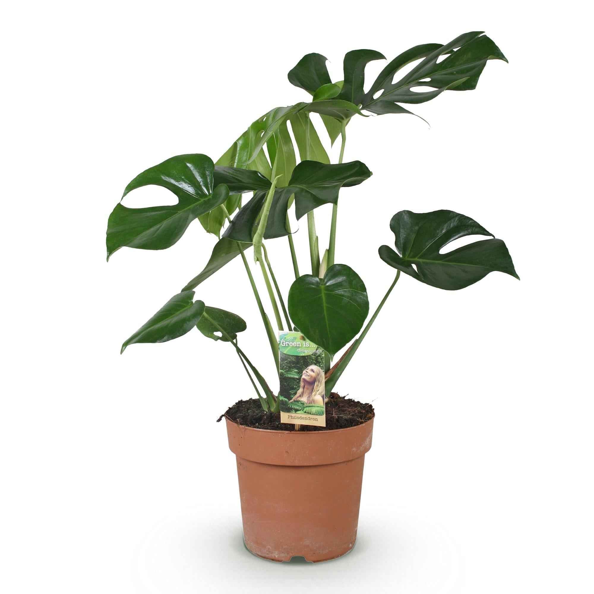 Image of Monstera Deliciosa Fensterblatt – Grün – 21cm – Höhe 70-80cm – Pflegeleichte tropische Zimmerpflanze für Wohnräume – Dekoratives großes Blattwerk-0