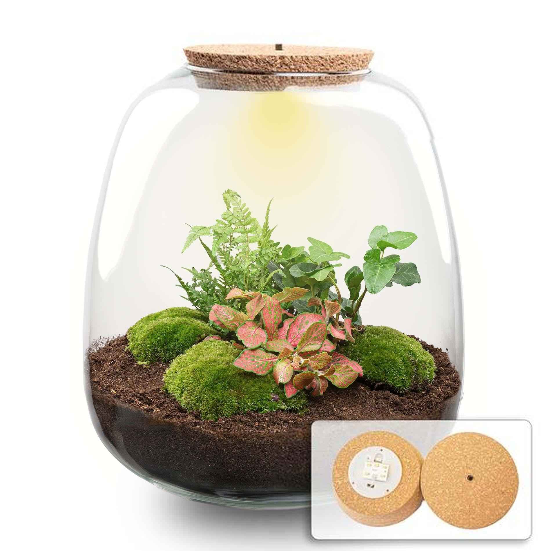 Image of Flaschengarten Emma – Bausatz mit LED – Korkdeckel – Ø23cm ↕25cm – DIY Pflanzenterrarium mit Efeu, Farn & Fittonia Ruby Lime – Ökosystem aus Glas-0