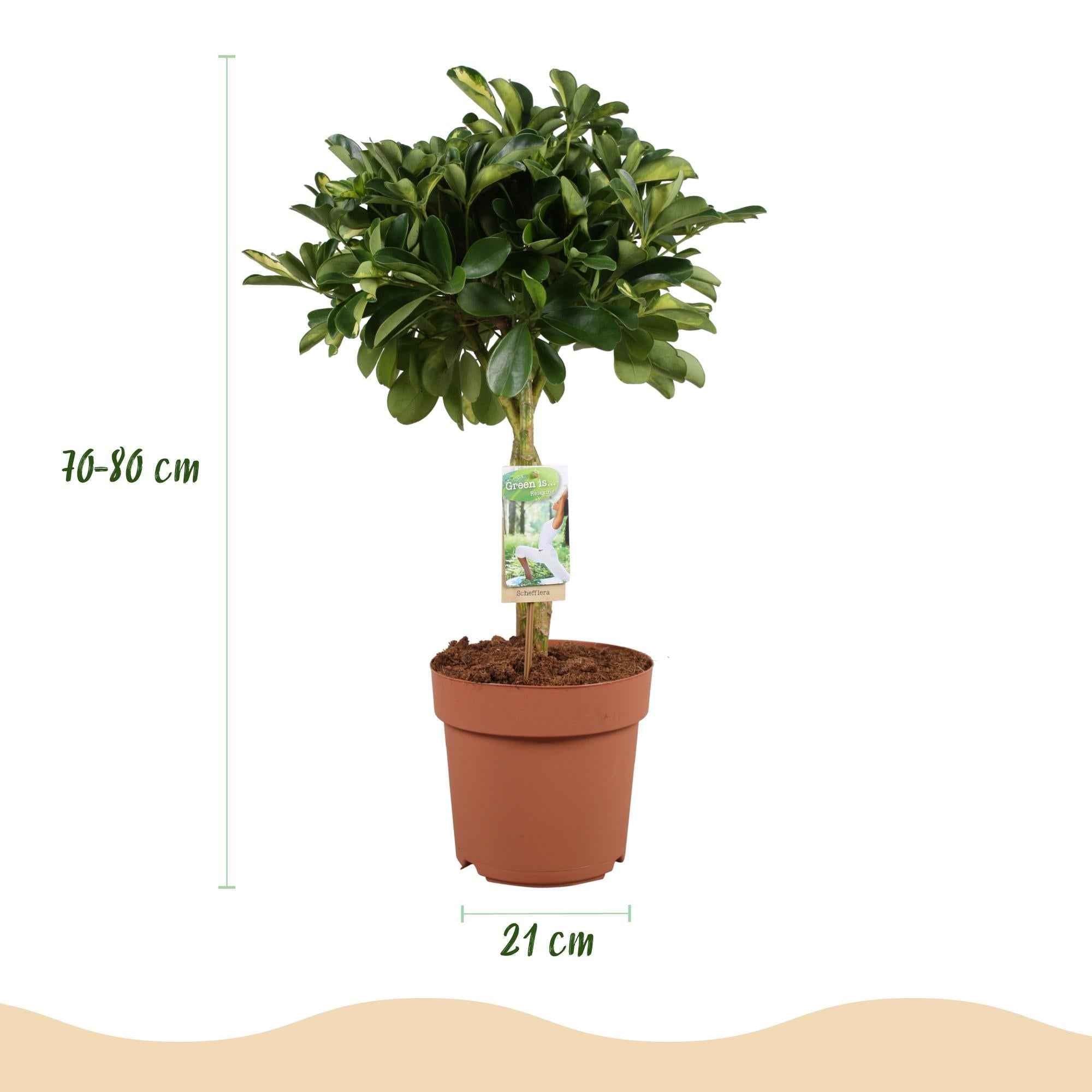 Image of Schefflera Gold Capella – 70-81cm – 21cm – Pflegeleichter Fingerbaum in Grün – Gold – Große luftreinigende Zimmerpflanze für Wohn – & Arbeitsräume-2
