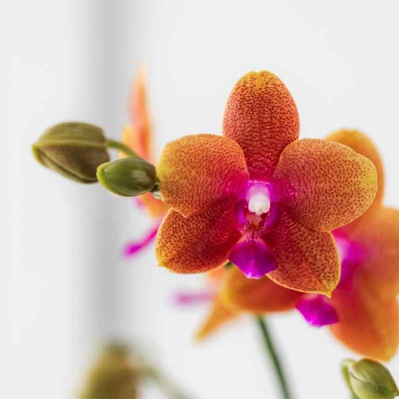Image of Duftende Phalaenopsis – Orchidee Fragrance – Orange – Ø9cm – Blühende Zimmerpflanze mit Duft – Frisch vom Züchter – Für helle Innenräume-1