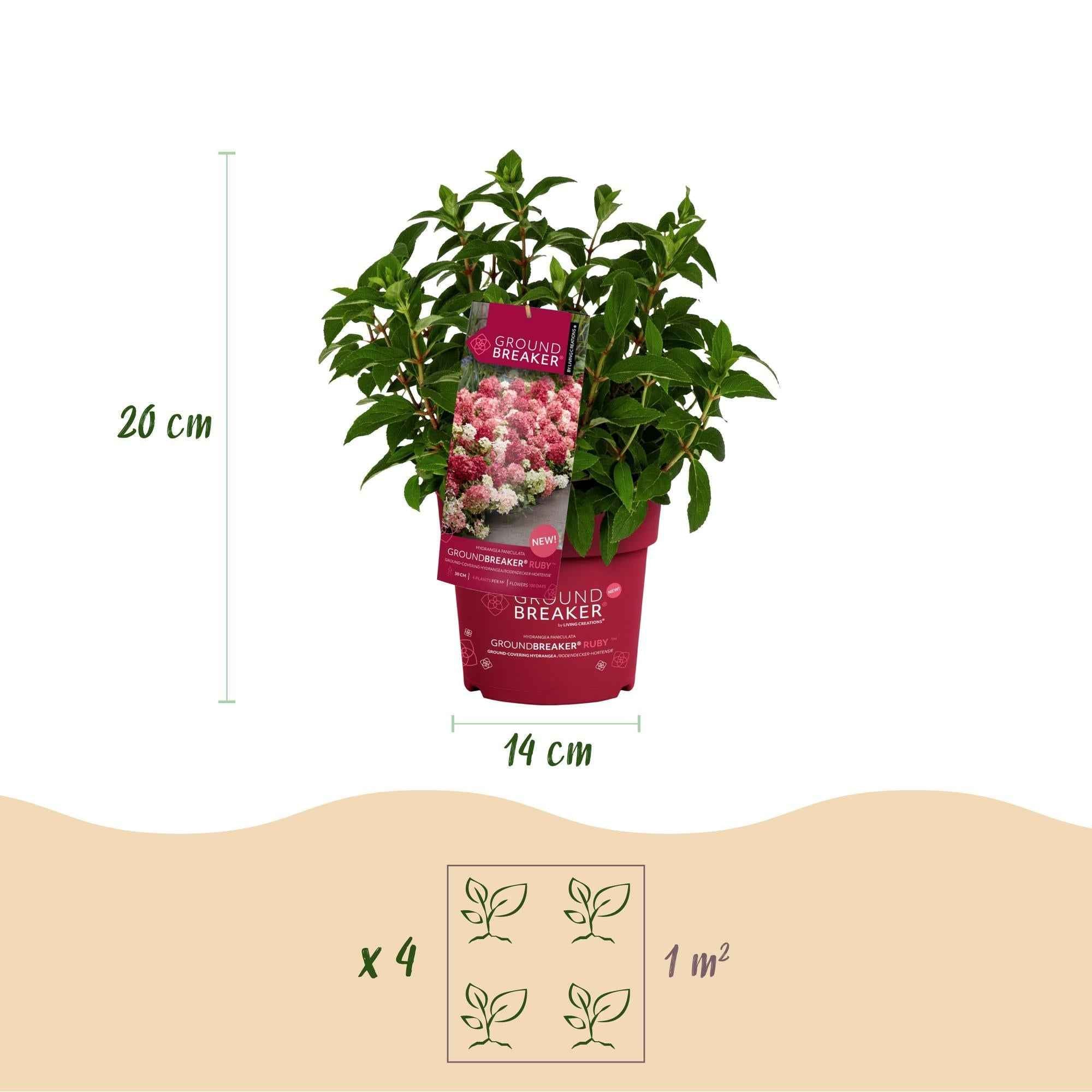 Image of Rispenhortensie Groundbreaker Ruby – Hydrangea paniculata – Winterharte Gartenhortensie mit rot-weißen Blüten – 14cm ↕20-25cm-2
