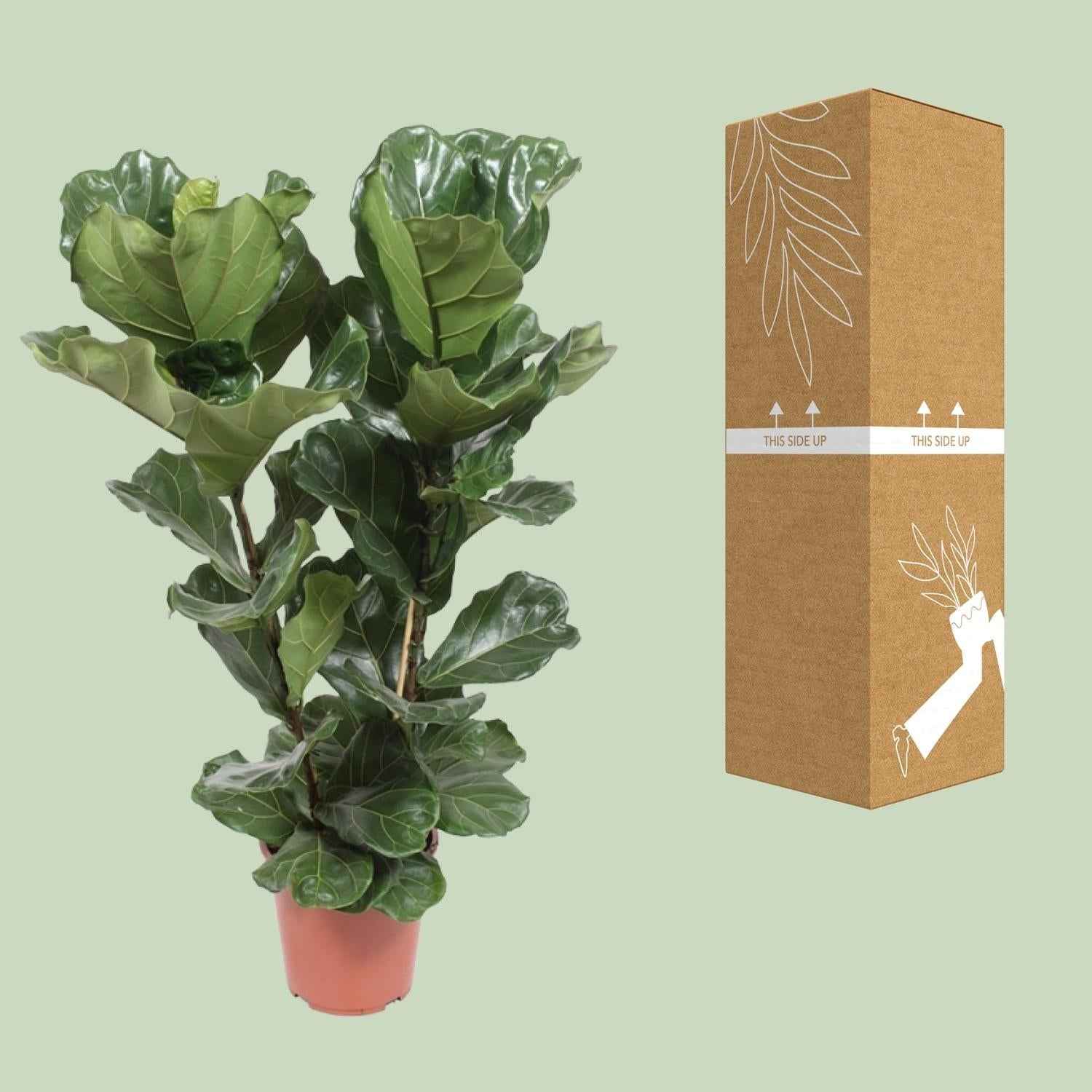 Image of Geigen – Feige – Ficus Lyrata – Zimmerpflanze – Ø27cm – ↕100cm – Elegante Grünpflanze mit großen Blättern – Luftreinigend & pflegeleicht-2