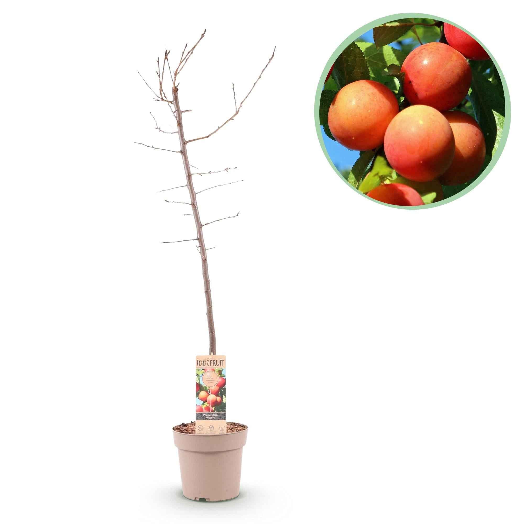Image of Pflaumenbaum Prunus domestica Victoria – Obstpflanze – Rote Pflaumen – 21cm – Höhe 90cm – Einfache Pflege – Sommerliche Ernte