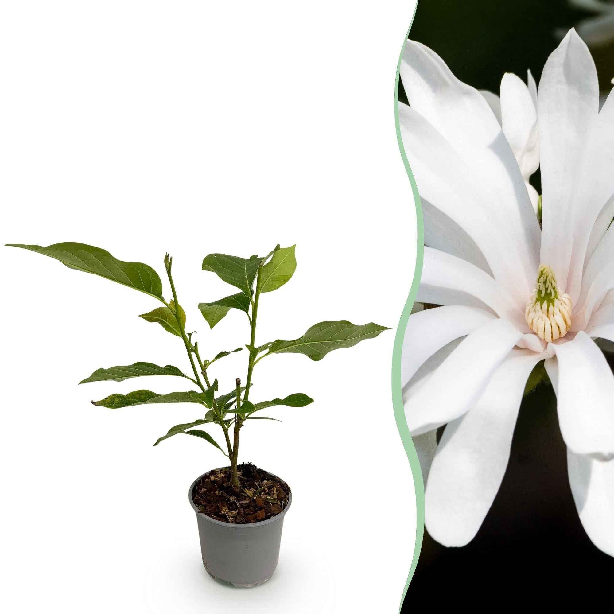 Image of Magnolia stellata Royal Star – 12cm – Höhe ca. 30cm – Laubabwerfende Stern – Magnolie mit weißen Frühlingsblüten-0