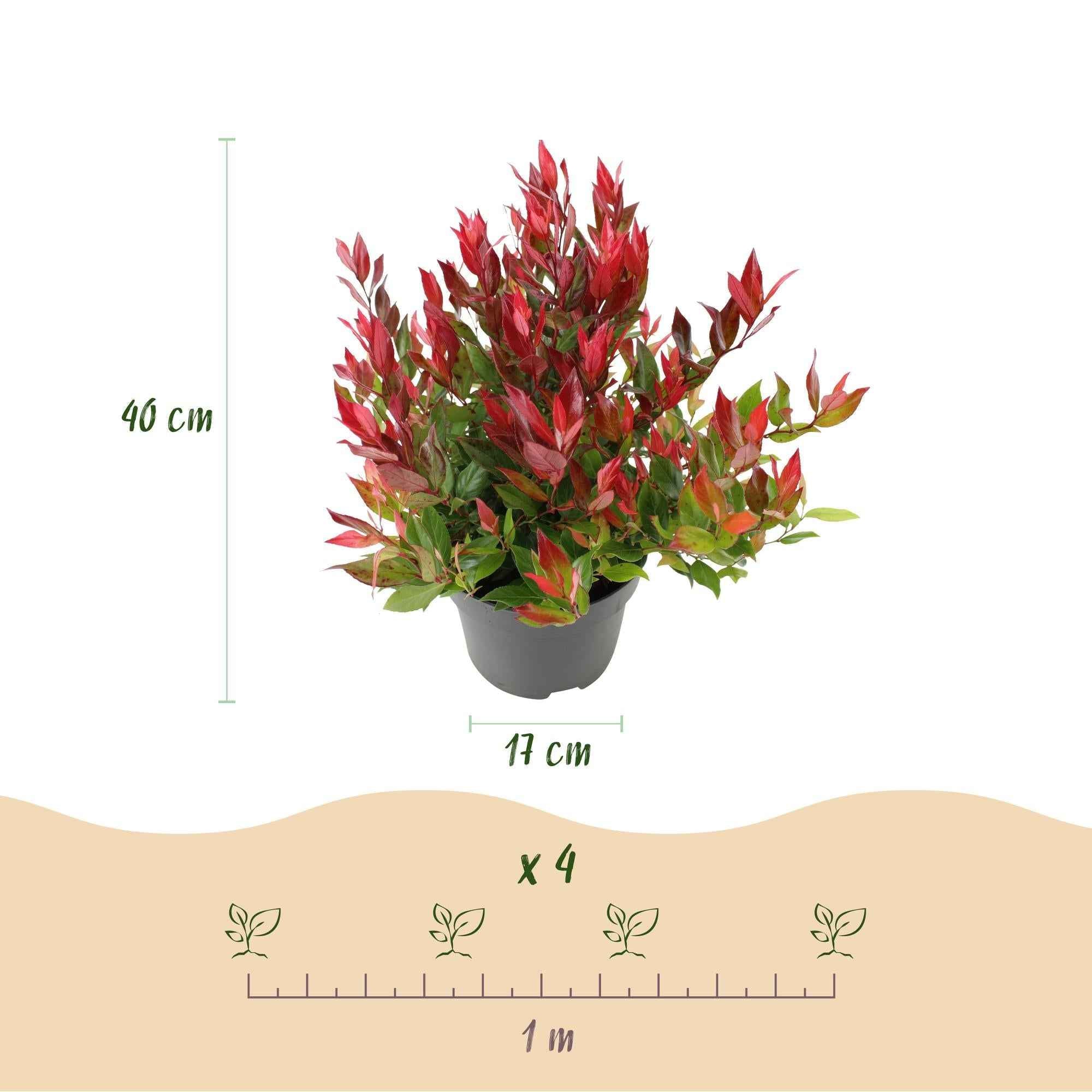 Image of Traubenheide Leucothoe Little Flame – 17cm Höhe ca.40cm – Immergrün & farbwechselnd – Rotes Herbstlaub – Pflegeleichter dekorativer Zierstrauch