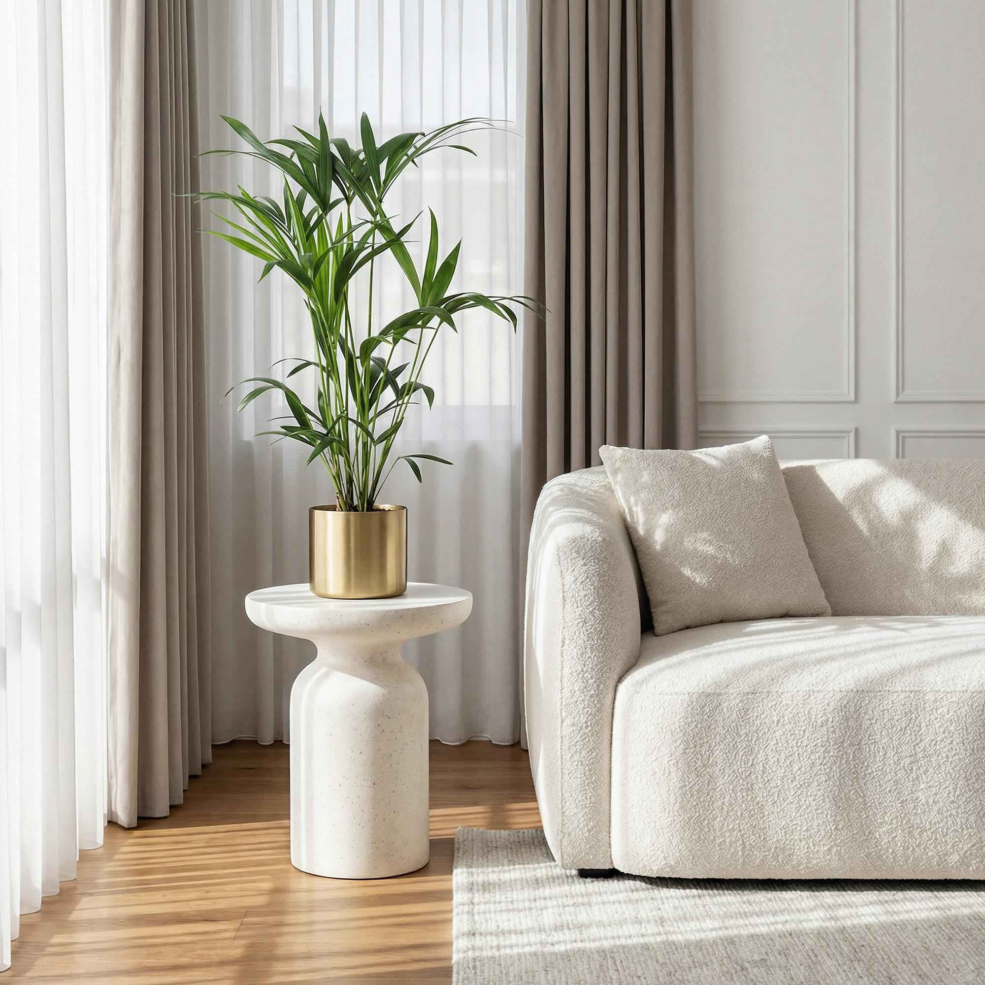 Image of Howea Forsteriana – Kentia – Palme – 80-85cm – 19cm – Pflegeleichte Zimmerpalme mit eleganten Wedeln-3