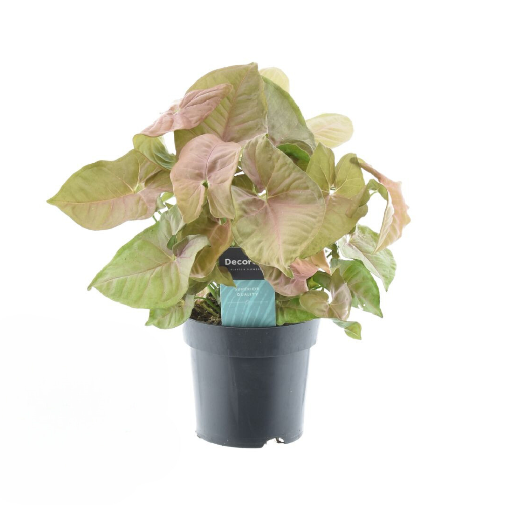 Image of Syngonium Red Heart Feel Green – Ø14cm ↕30cm – Tropische Zimmerpflanze mit herzförmigen rosa Blättern – Syngonium – Deko-0