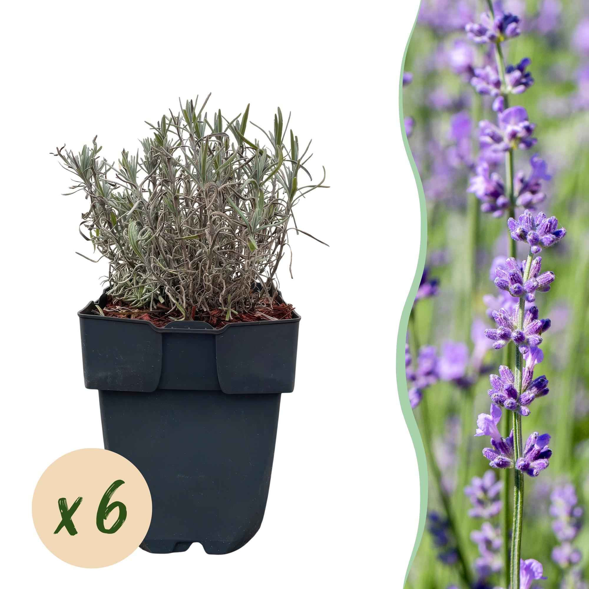 Image of Echter Lavendel Lavandula angustifolia Hidcote – Heckenpflanze – Graues Blatt – 6 Pflanzen – 1 laufender Meter – Immergrün – 17cm Höhe 30cm-2