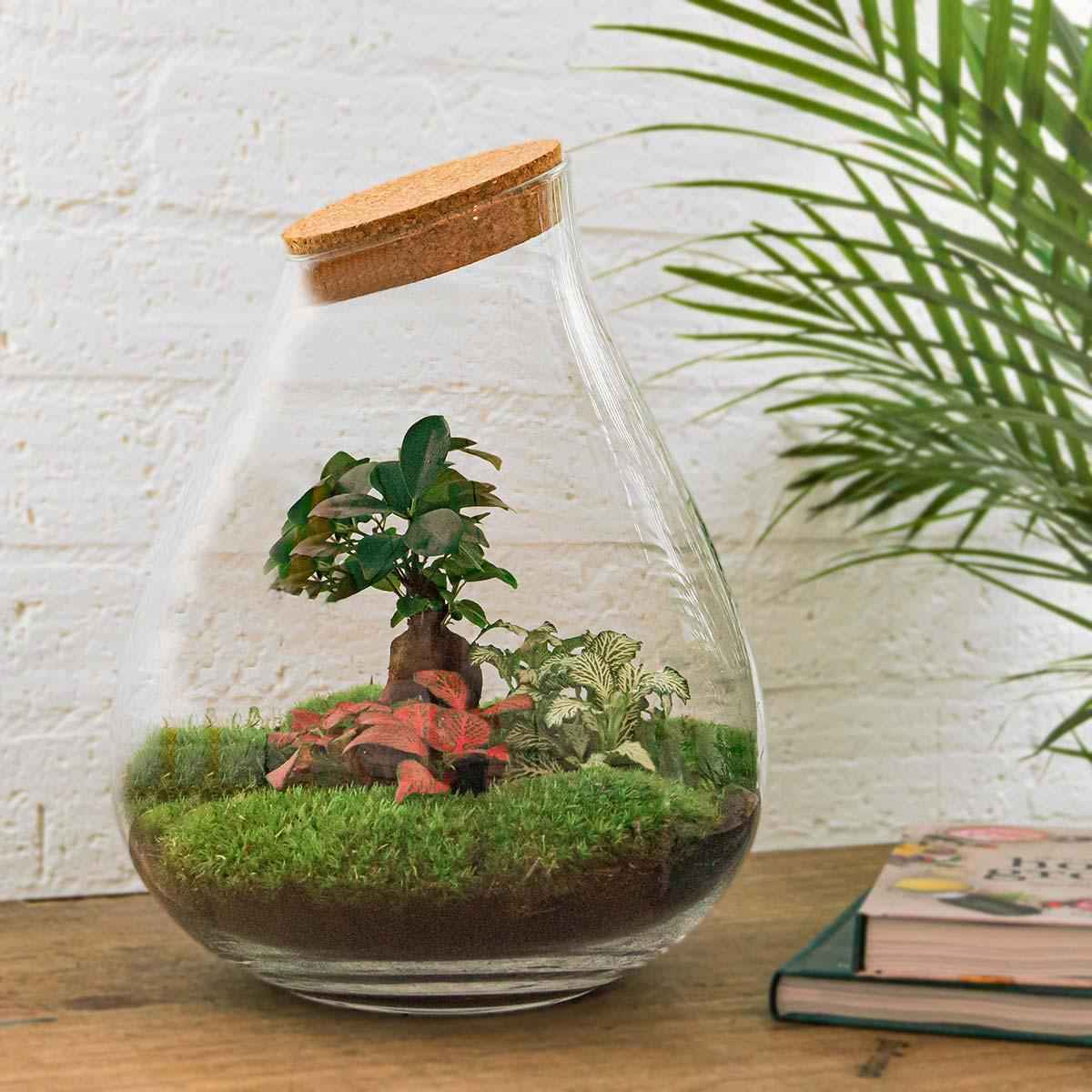 Image of Flaschengarten DIY Bausatz Terrarium