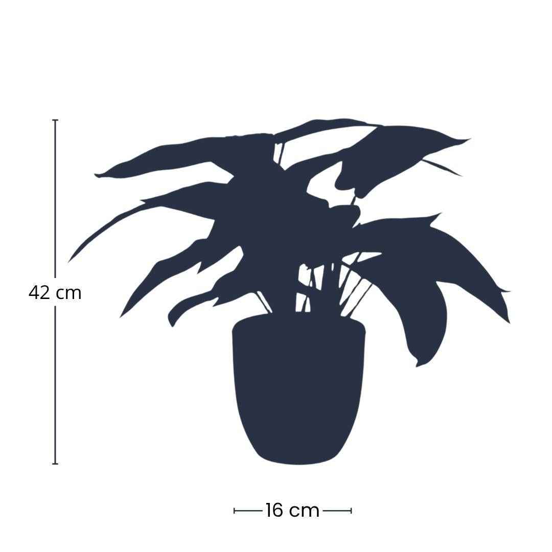 Image of Calathea Zebrina – Korbmarante – Kunstpflanze – 42cm hoch – Schwarzer Topf Ø10-16cm – Realistisches Zebramuster – Pflegeleicht & dekorativ-2