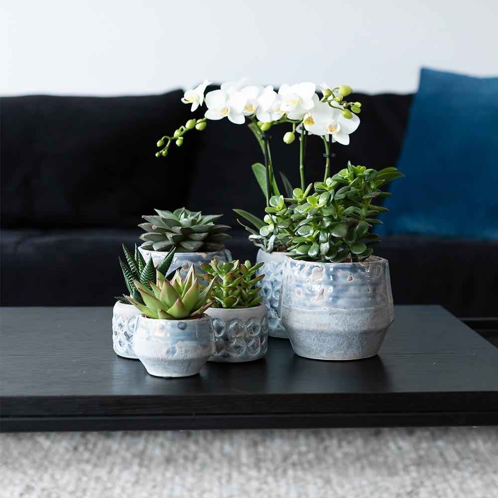 Image of Sukkulenten Set – 4 Pflanzen – Zimmerpflanzen im Ø9cm – Pflegeleicht & dekorativ – Ideal für Zuhause, Büro & Geschenkideen-4