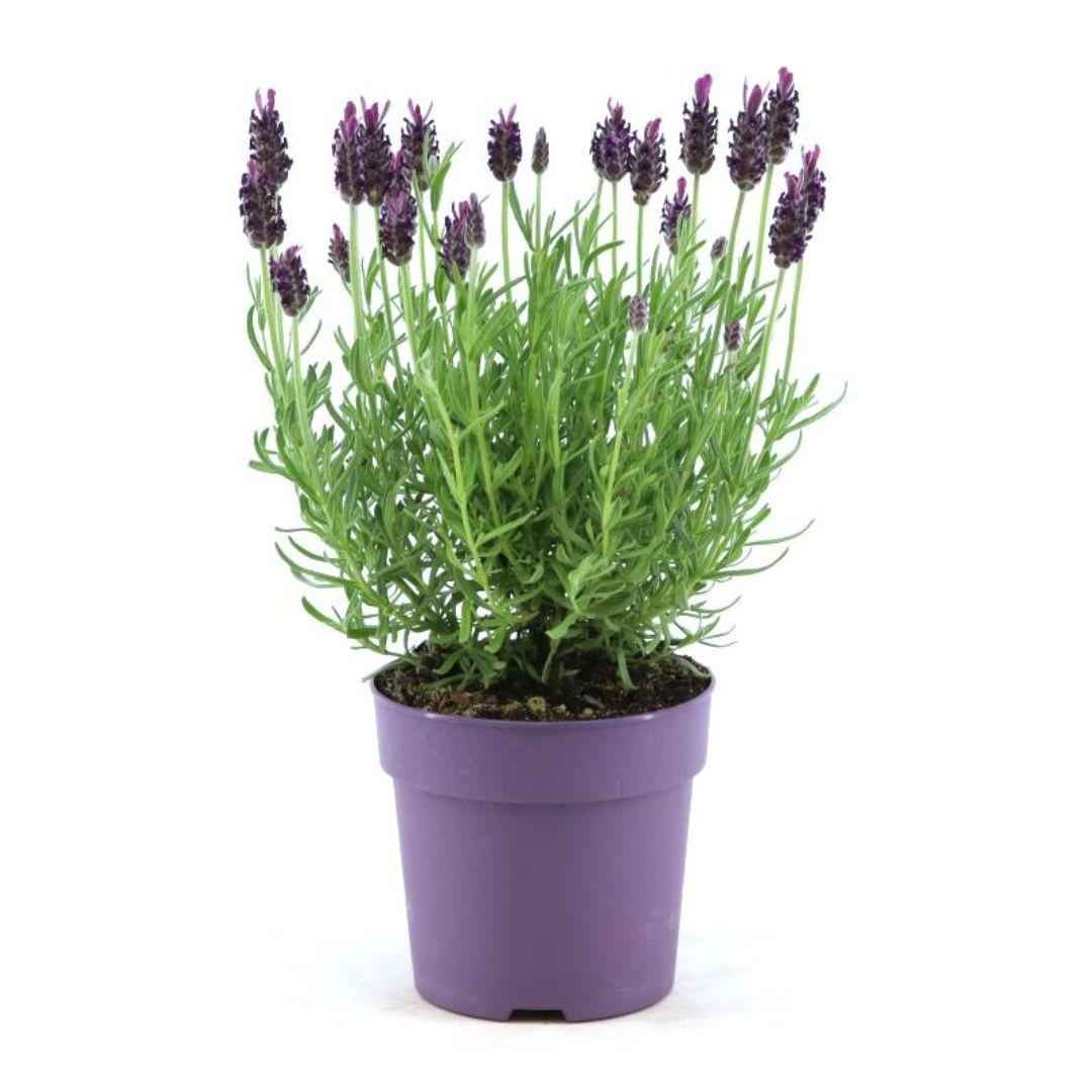 Image of Echter Lavendel Lavandula stoechas Anouk – 6 Pflanzen – Duftender Schopflavendel – Ø12cm – Winterhart – Für Garten, Terrasse & Balkon-2