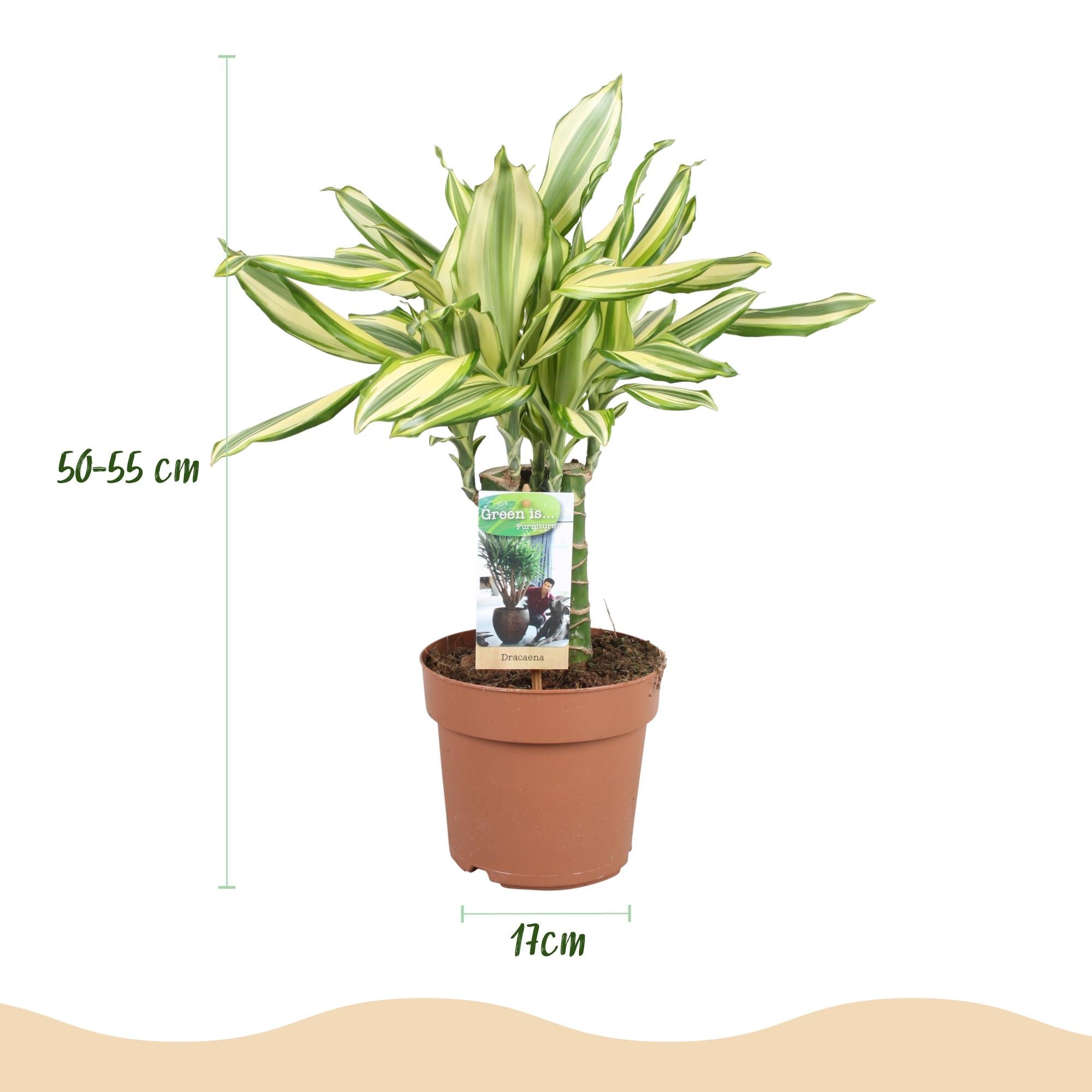 Image of Dracaena fragrans Diamond Dream – Drachenbaum – 17cm – Höhe 50-55cm – Pflegeleichte buntlaubige Zimmerpflanze für Wohnräume und Büro-2