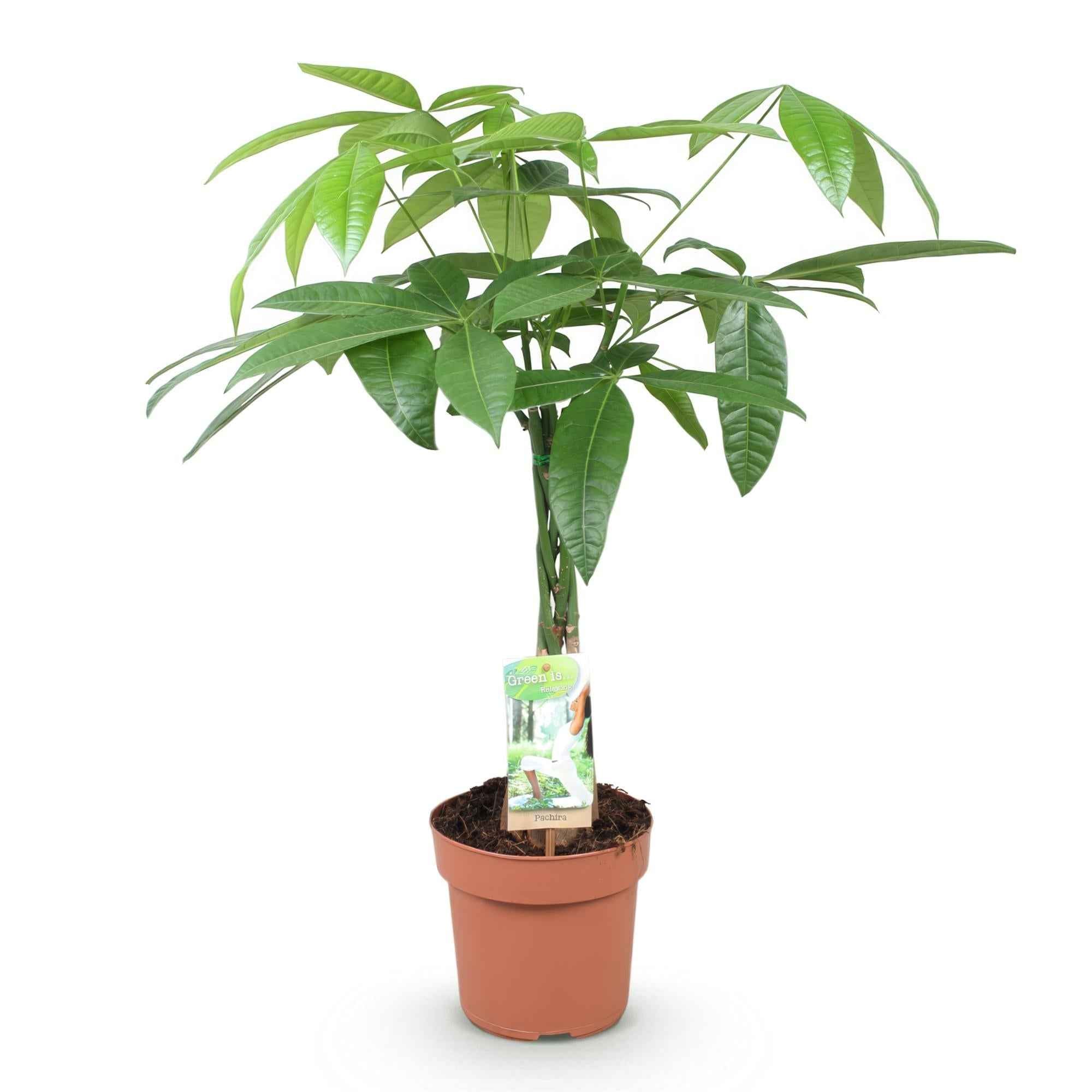 Image of Pachira Aquatica Geflochtener Stamm – 60-70cm – 17cm – Pflegeleichter Geldbaum – Grüne Zimmerpflanze für Wohnzimmer & Büro – Luftreinigend & dekorativ-0