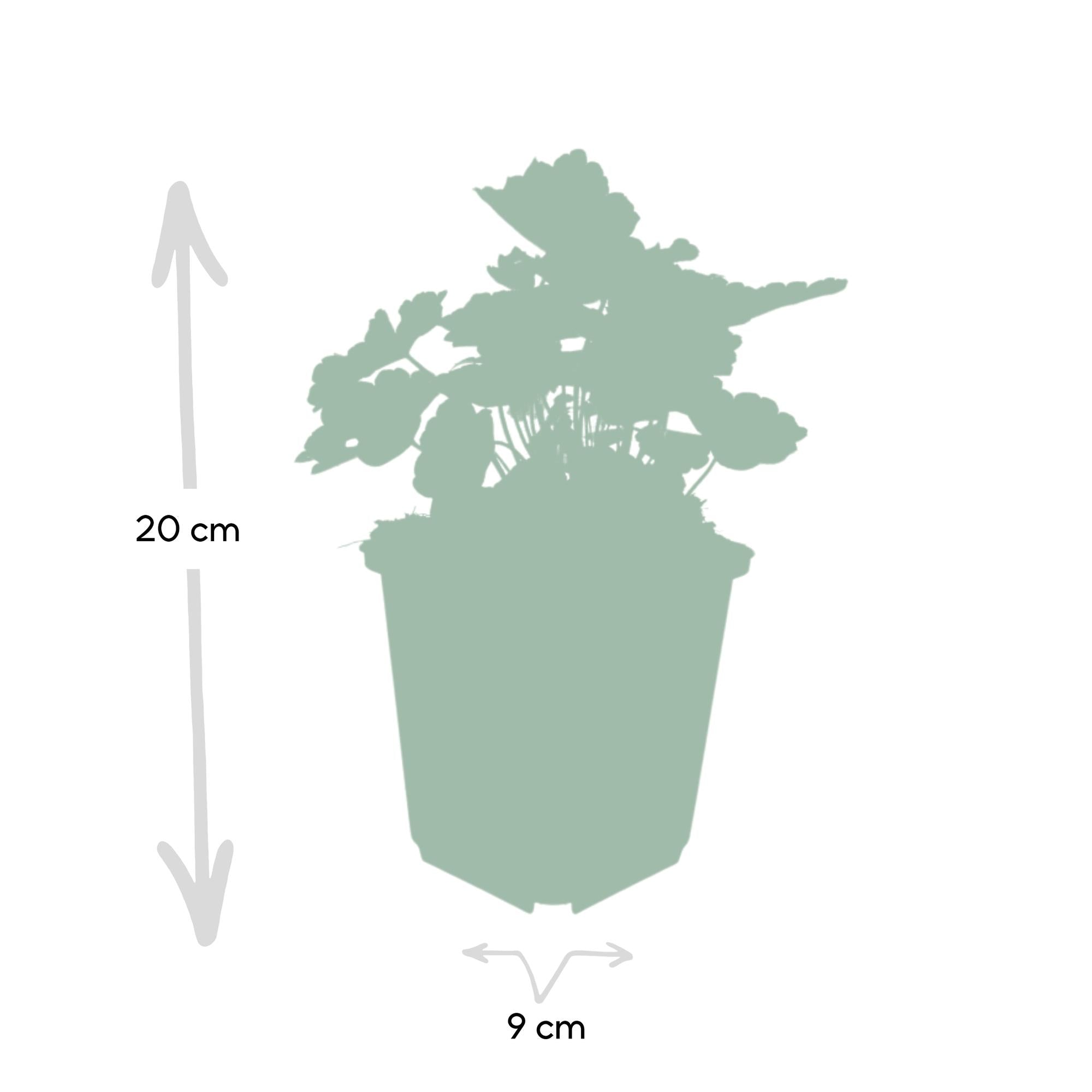 Image of Heuchera mic. 'Palace Purple' – 48 Pflanzen – ↕10-25cm – Ø9cm – Schattengarten Staude – Dunkel – Purpur Blätter – Blüten ab Juli – Bienen-2