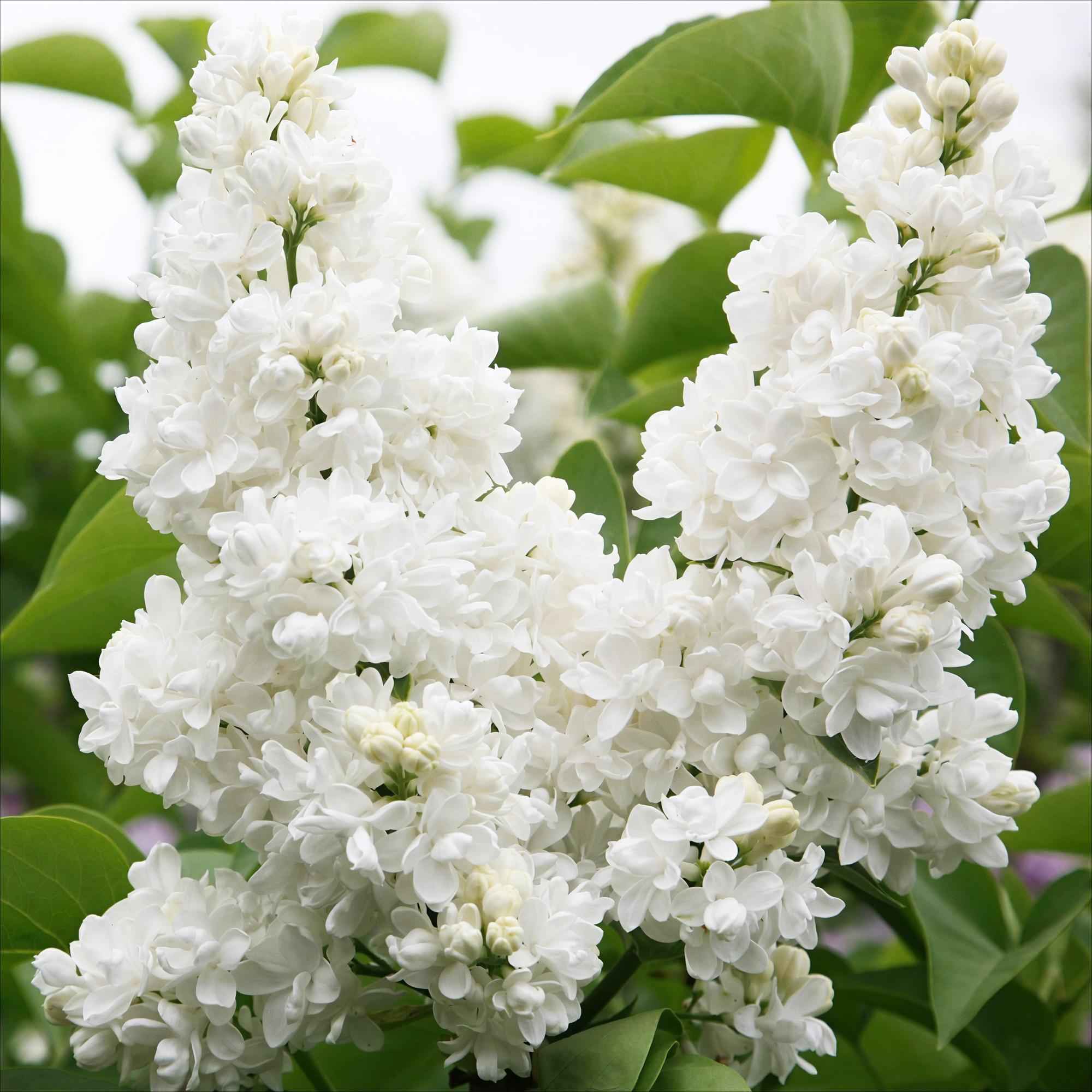 Image of Flieder Syringa vulgaris Mme Lemoine 45cm – winterhart – weiße gefüllte, duftende Blüten Mai – Juni – Topf 17cm-0