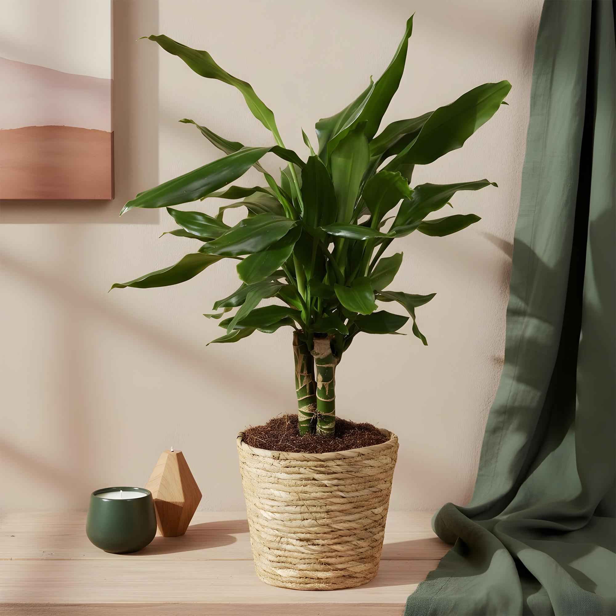 Image of Dracaena fragrans Steudneri – 50-55cm – 17cm inkl. Naturkorb – Pflegeleichter Drachenblutbaum-3