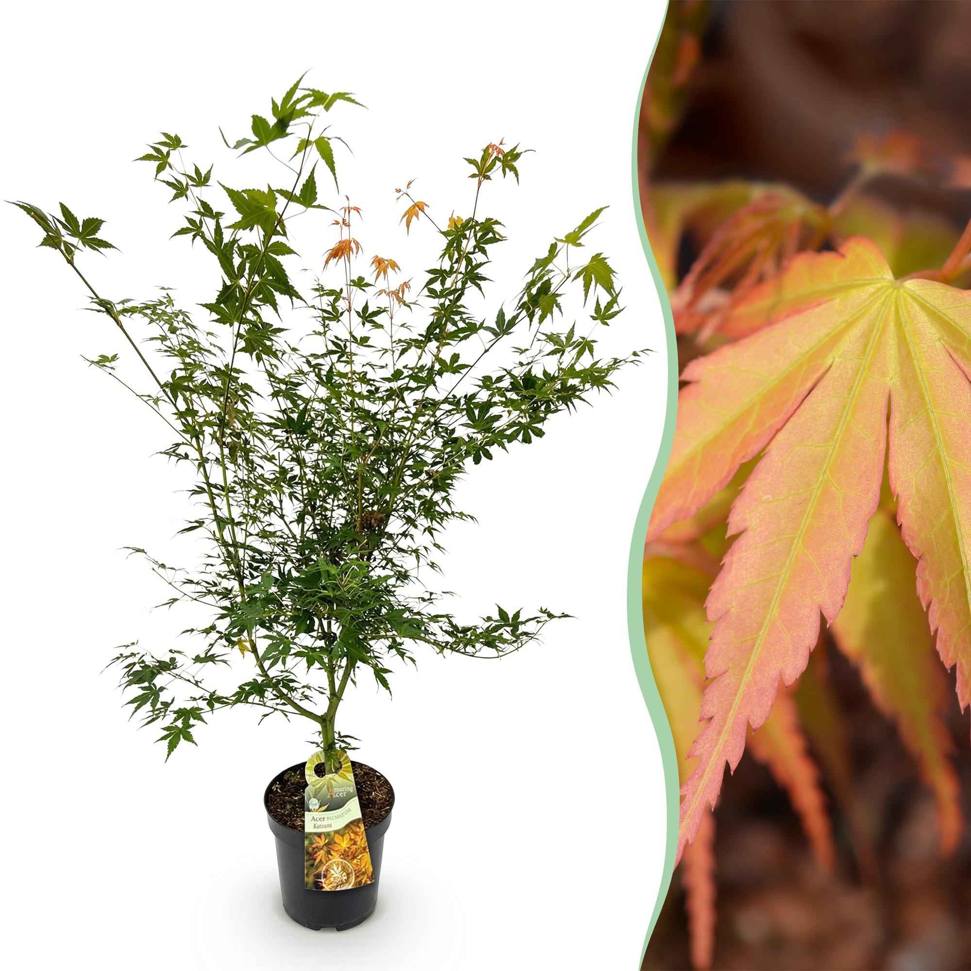 Image of Japanischer Ahorn Acer palmatum Katsura, laubabwerfende Gartenpflanze in Grün mit gelb orangem Austrieb, Zierahorn für Garten und Kübel, Ø26cm,