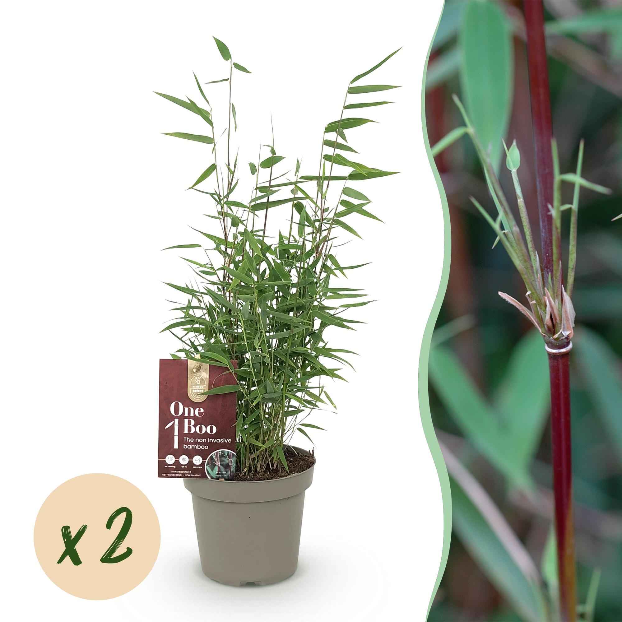 Image of Bambus Fargesia Red Dragon – Immergrün – 2 Pflanzen – Nicht ausbreitend – Mit roten Stängeln – Für Hecke, Garten & Terrasse – Ø14cm Höhe ca. 35cm-1