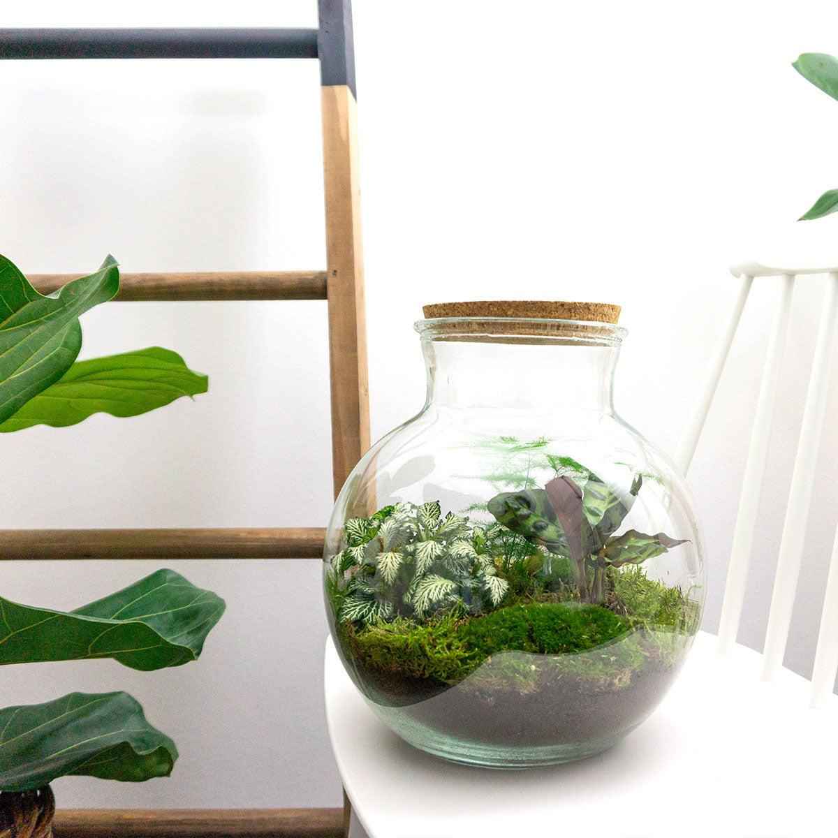 Image of Flaschengarten Teddy – DIY Bausatz Terrarium – ↕26,5cm – Do – It – Yourself Pflanzen – Set im Glas mit Kork – Autarkes Mini – Ökosystem-1