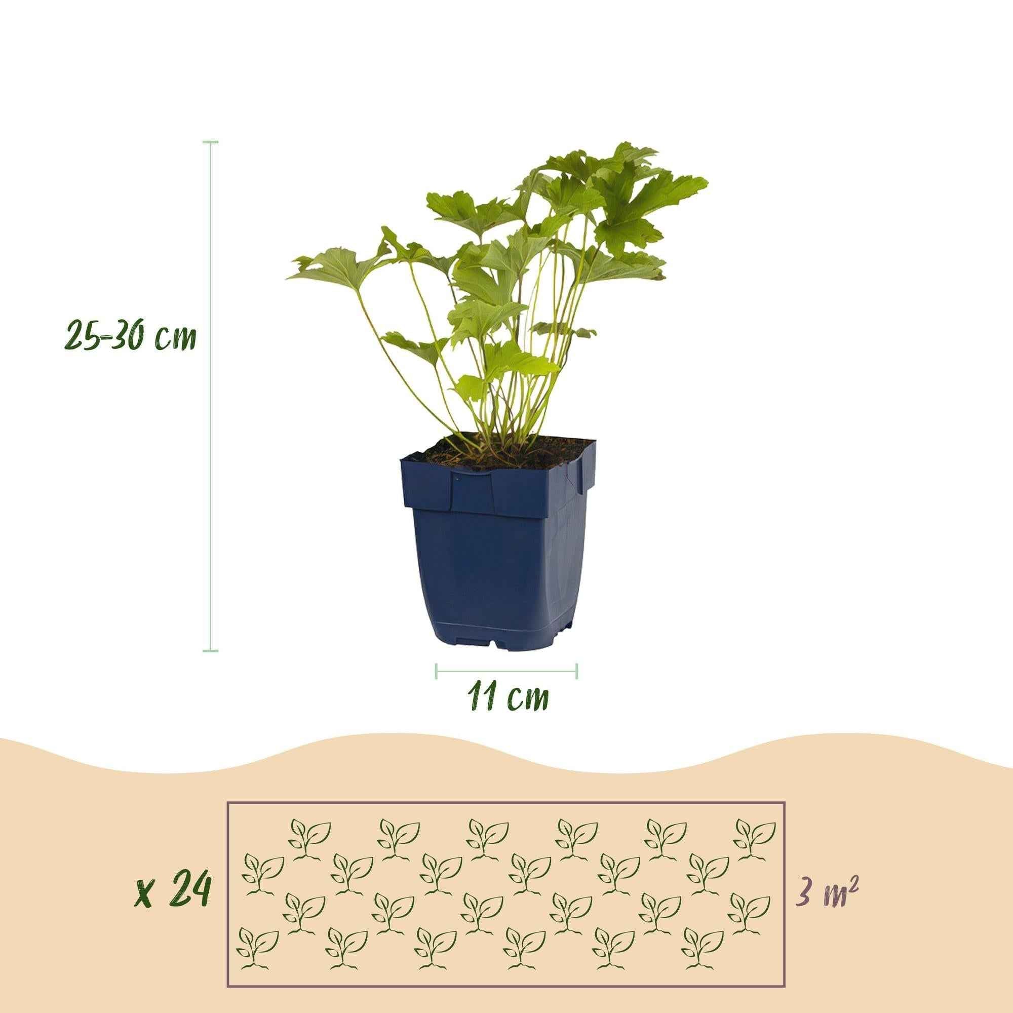 Image of Staudenset Schatten – 24 schattenliebende Stauden für ca. 3m² – Verschiedene Farben & Blütezeiten – Pflegeleichtes Set für schattige Gartenbereiche-2