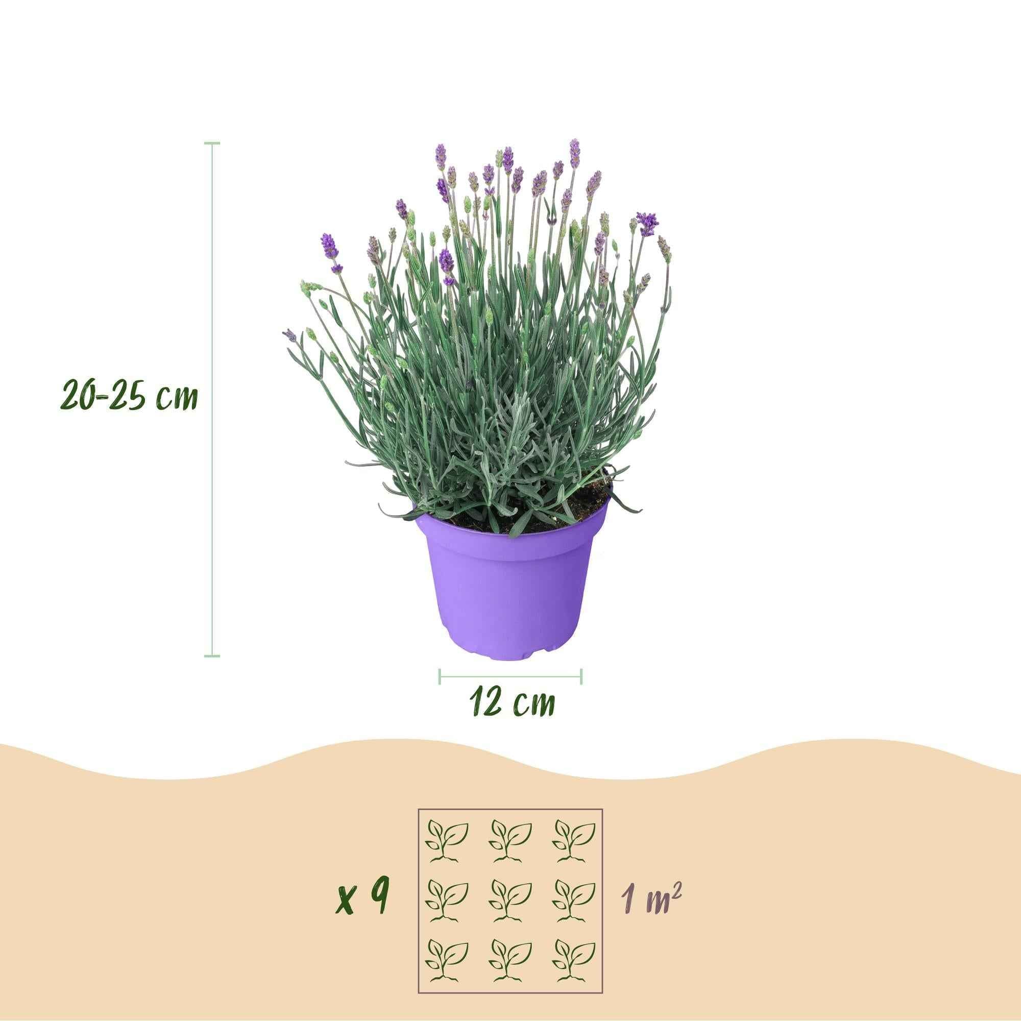 Image of Lavendel Lavandula angustifolia Munstead winterhart violett 15-25cm 12cm duftend bienenfreundlich für Garten Balkon Terrasse Beet pflegeleicht