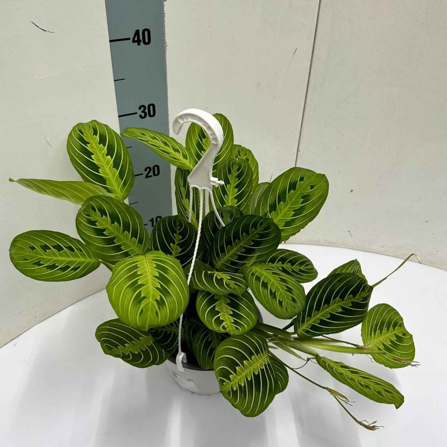 Image of Maranta Leuconeura 'Fascinator' Lemon Lime – Zimmerpflanze im Hängetopf Ø15cm – Höhe ca. 40cm-0