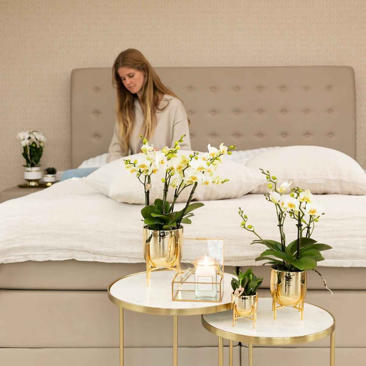 Image of Phalaenopsis Orchidee Lausanne – Weiß – Ø9cm – Zimmerpflanze mit 3 Blütentrieben – Pflegeleicht & elegant – Aus der Blossom – Kollektion-4