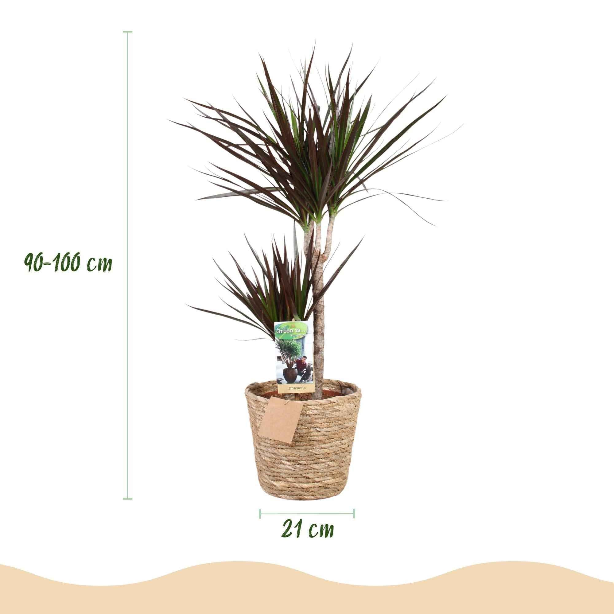 Image of Dracaena Magenta – 90-100cm – 21cm inkl. Naturkorb – Pflegeleichter Drachenbaum – Tiefrote Stängel & grün – magenta Blattwerk
