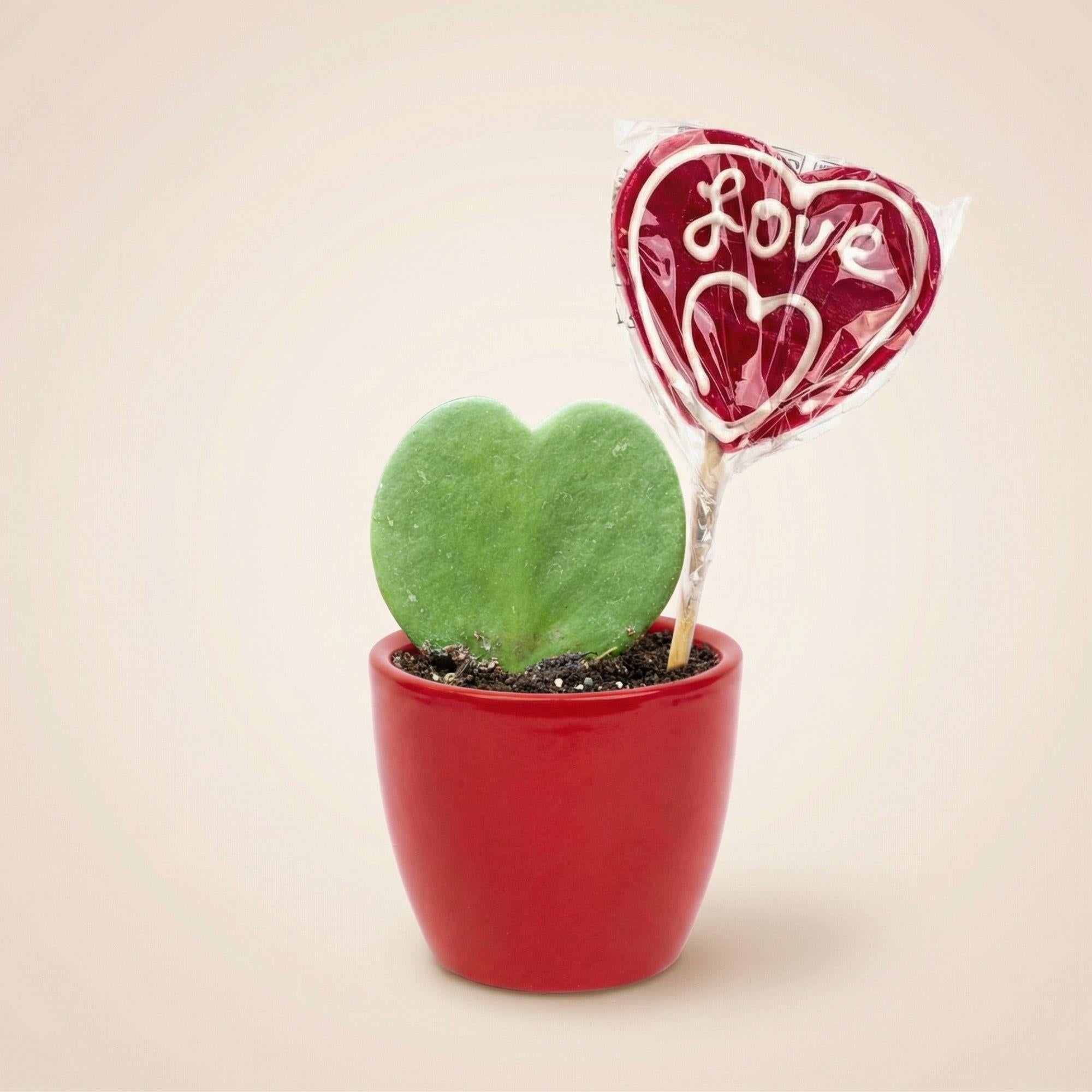 Image of Hoya Kerrii Sweetheart – Herzpflanze im roten Keramiktopf Ø6cm – Mini Geschenkset mit Lutscher – Pflegeleichte Zimmerpflanze-0