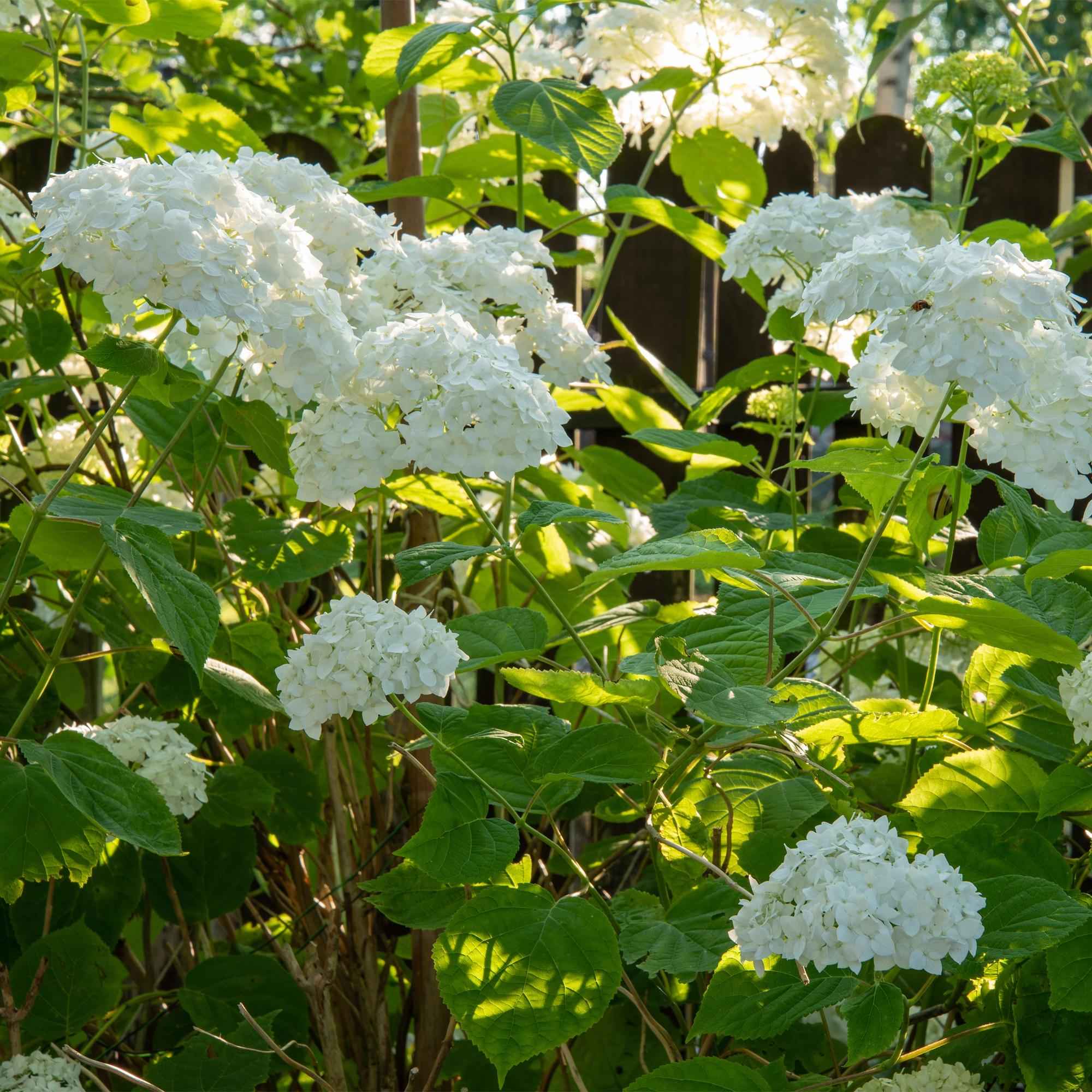 Image of Rispenhortensie – Hydrangea arborescens Annabelle – Blüte Weiß – Große Blüten – 17cm Höhe 50cm – Winterhart & pflegeleicht für Beet & Kübel-4