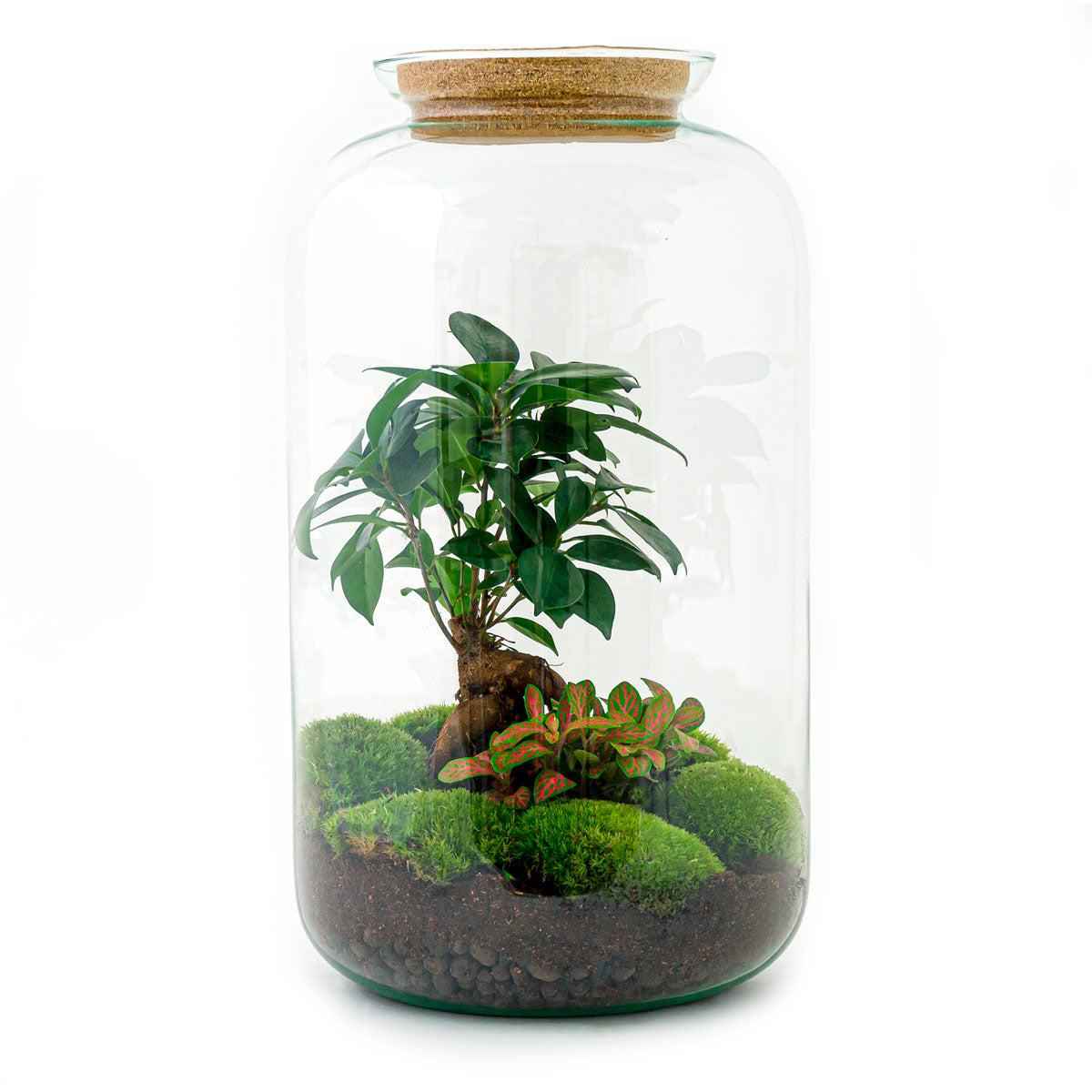 Image of Flaschengarten Sven Bonsai – DIY Bausatz Terrarium – ↕43cm – Do – It – Yourself Pflanzen – Set im Glas mit Korkdeckel – Autarkes Mini – Ökosystem