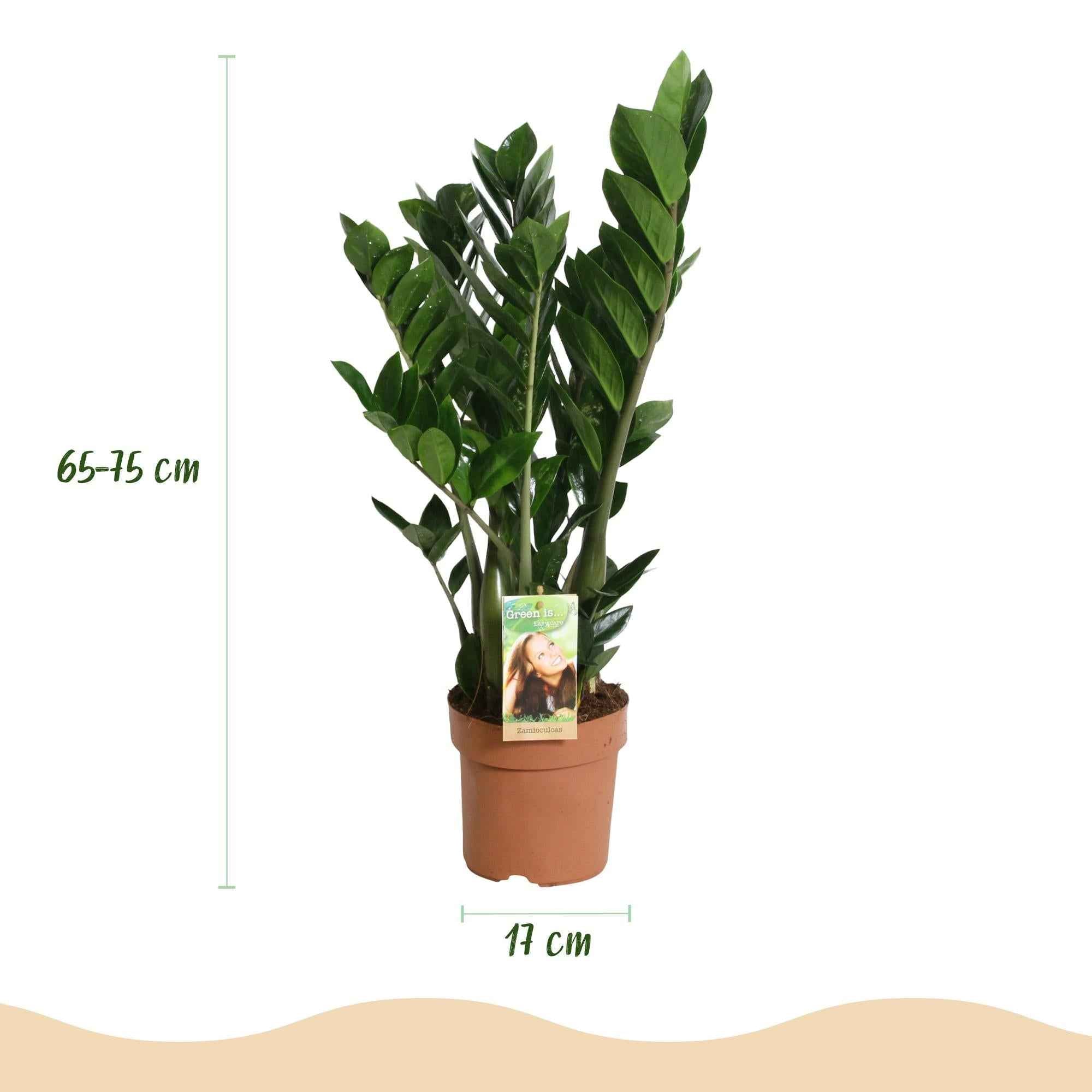 Image of Zamioculcas – ZZ – Pflanze 65-75cm – 17cm – Pflegeleichte dunkelgrüne Zimmerpflanze – Robuste Grünpflanze für Wohnzimmer, Büro & Schlafzimmer-2