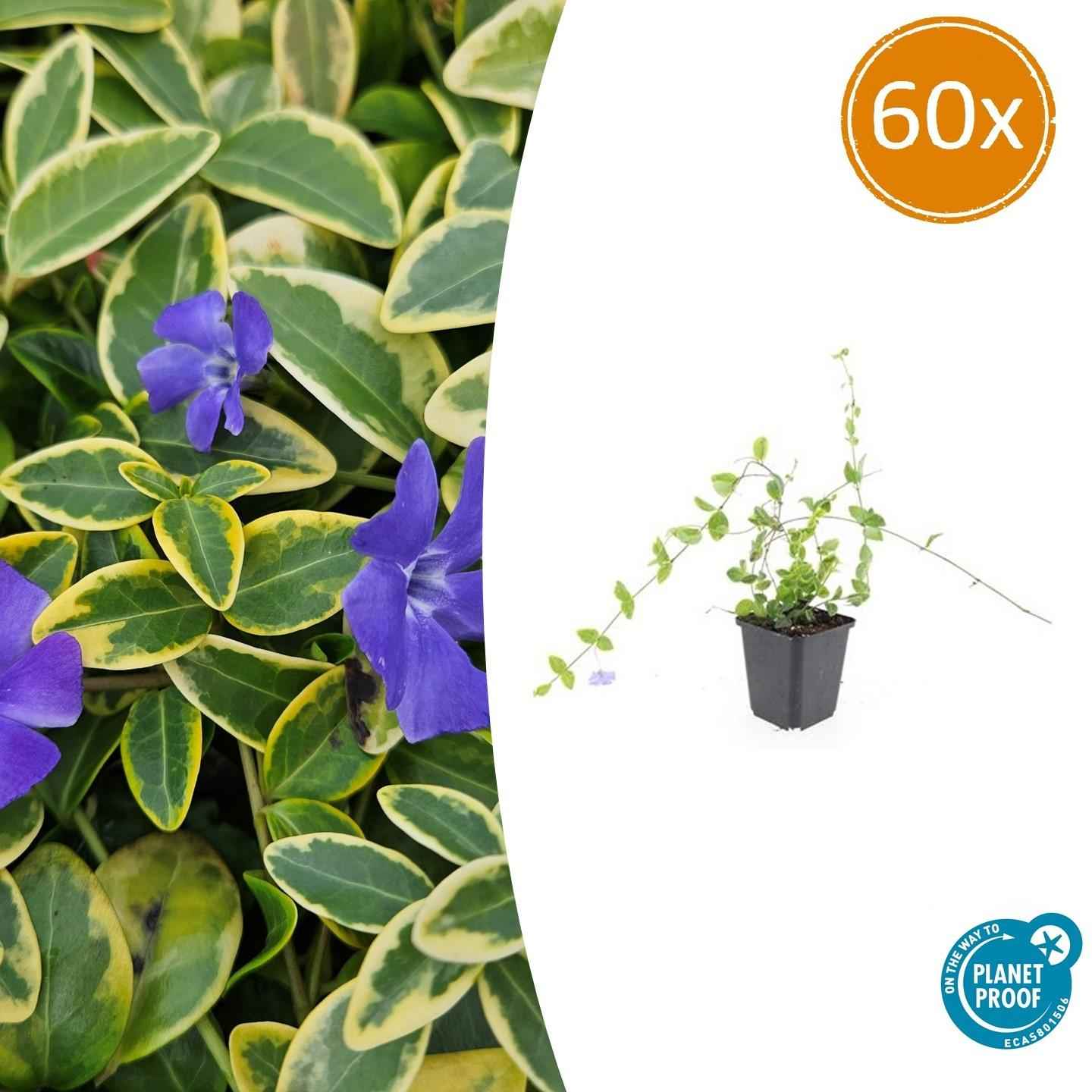 Image of Kleinblättriges Immergrün Vinca minor 'Blue and Gold' – ↨10-25 cm, Ø9 cm – Immergrüner Bodendecker mit goldgelben Blättern & blau-lila Blüten – 60 Pflanzen-1