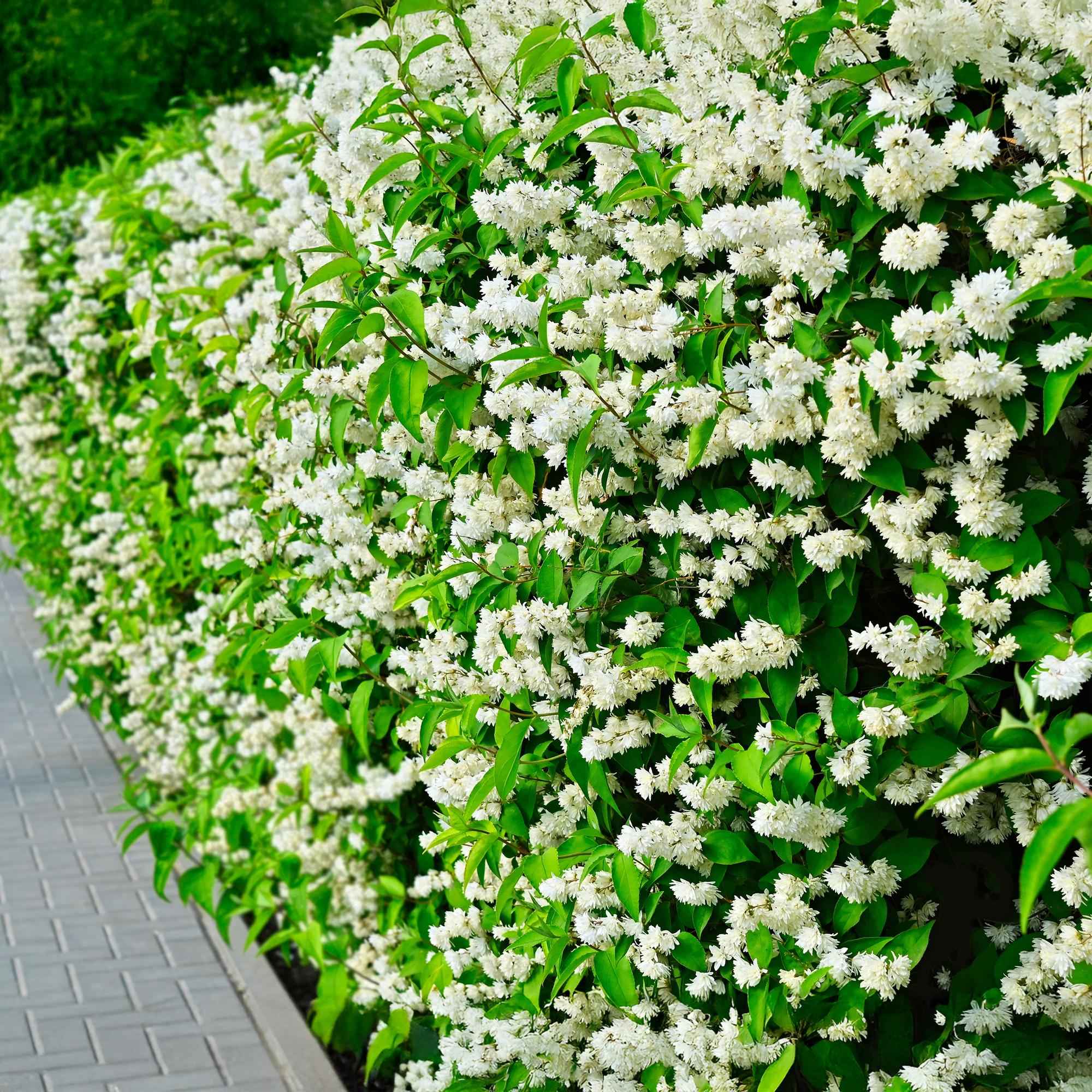 Image of Bauernjasmin Philadelphus Snowbelle – Duftende Weiße Blüten – Wenig Pflege – 17cm Höhe 45cm – Für Garten, Terrasse & Balkon-4