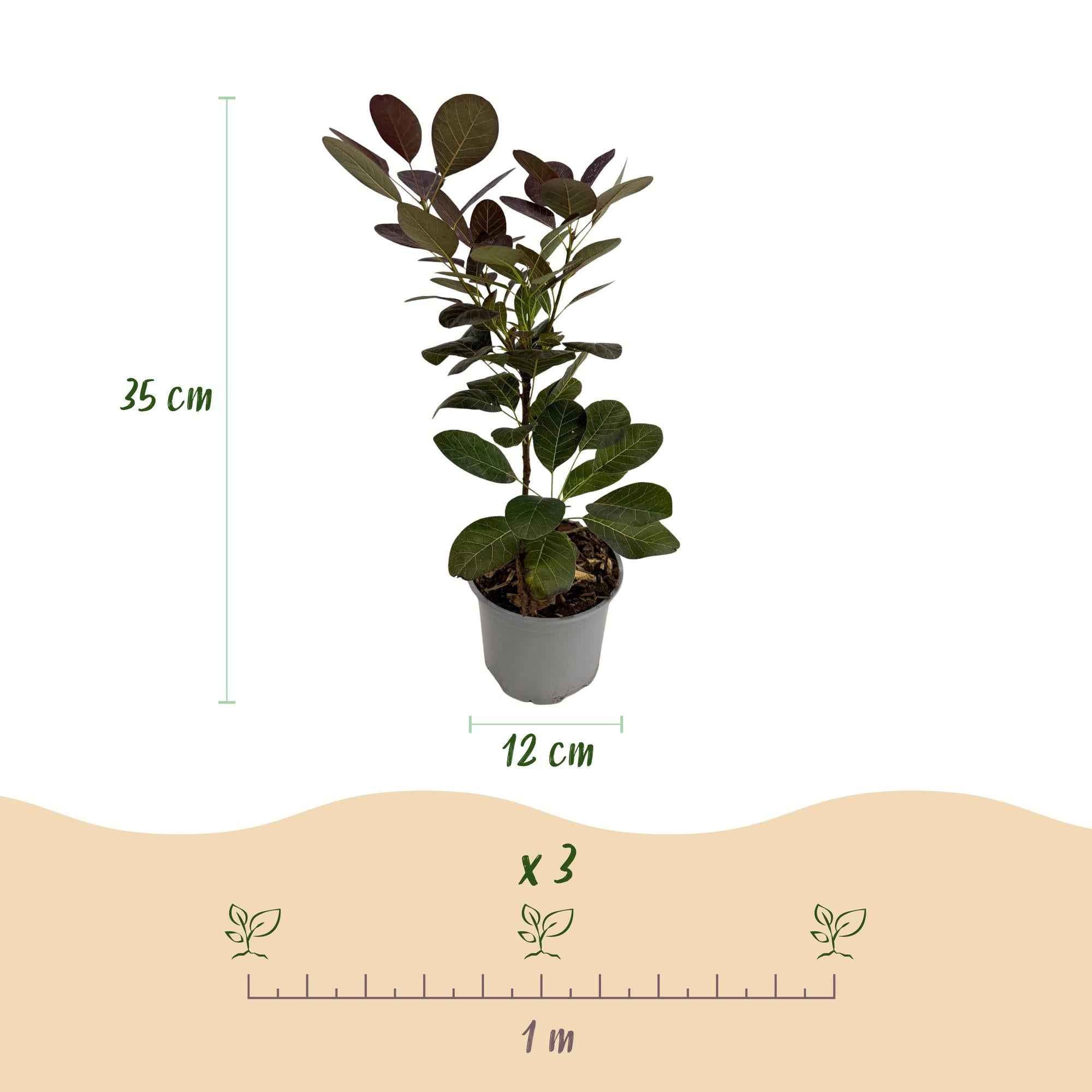 Image of Cotinus coggyria Royal Purple – 12cm – Höhe ca. 35cm – Purpurrotes Laub & luftige Sommerblüten – Laubabwerfender pflegeleichter Perückenstrauch-2