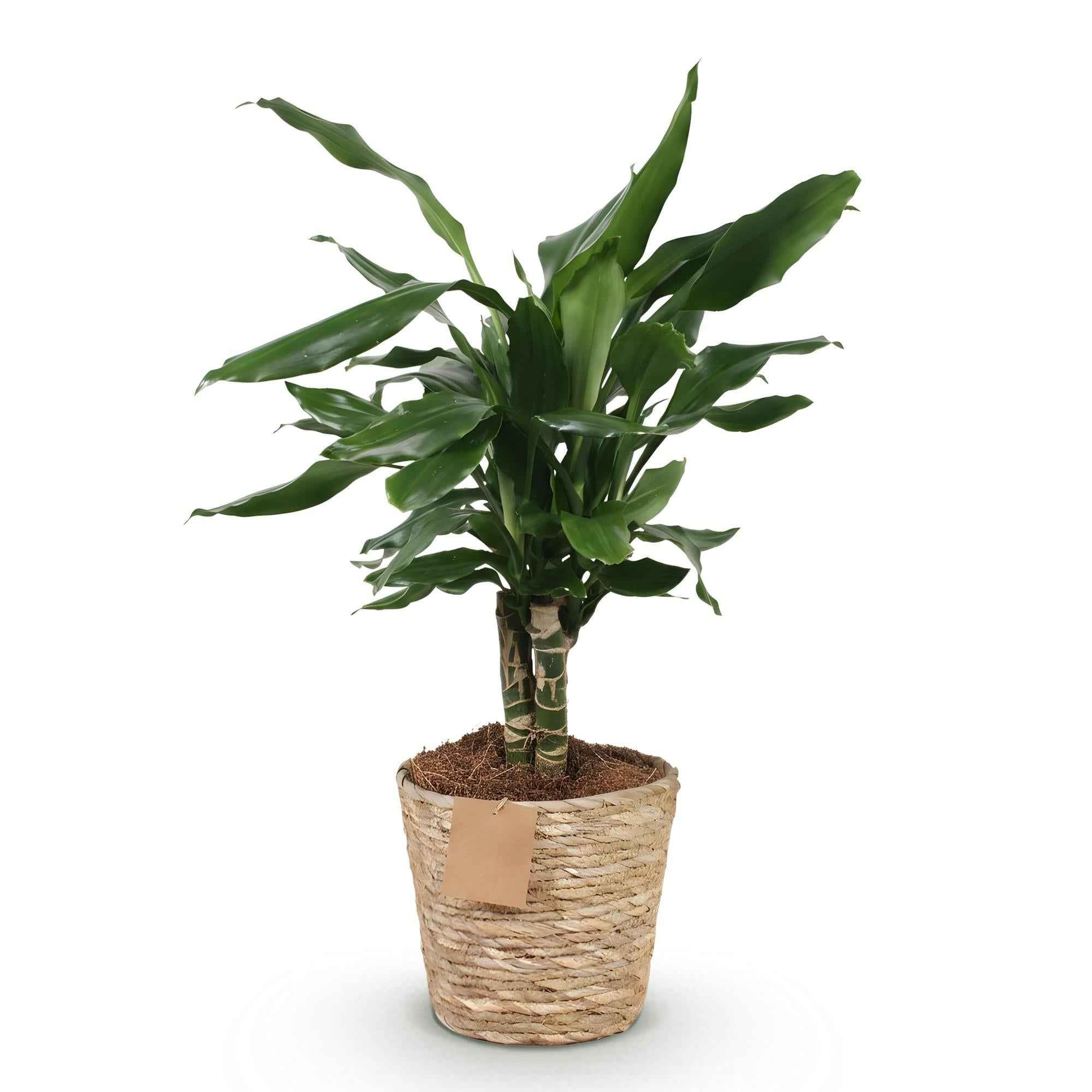 Image of Dracaena fragrans Steudneri – 50-55cm – 17cm inkl. Naturkorb – Pflegeleichter Drachenblutbaum-0