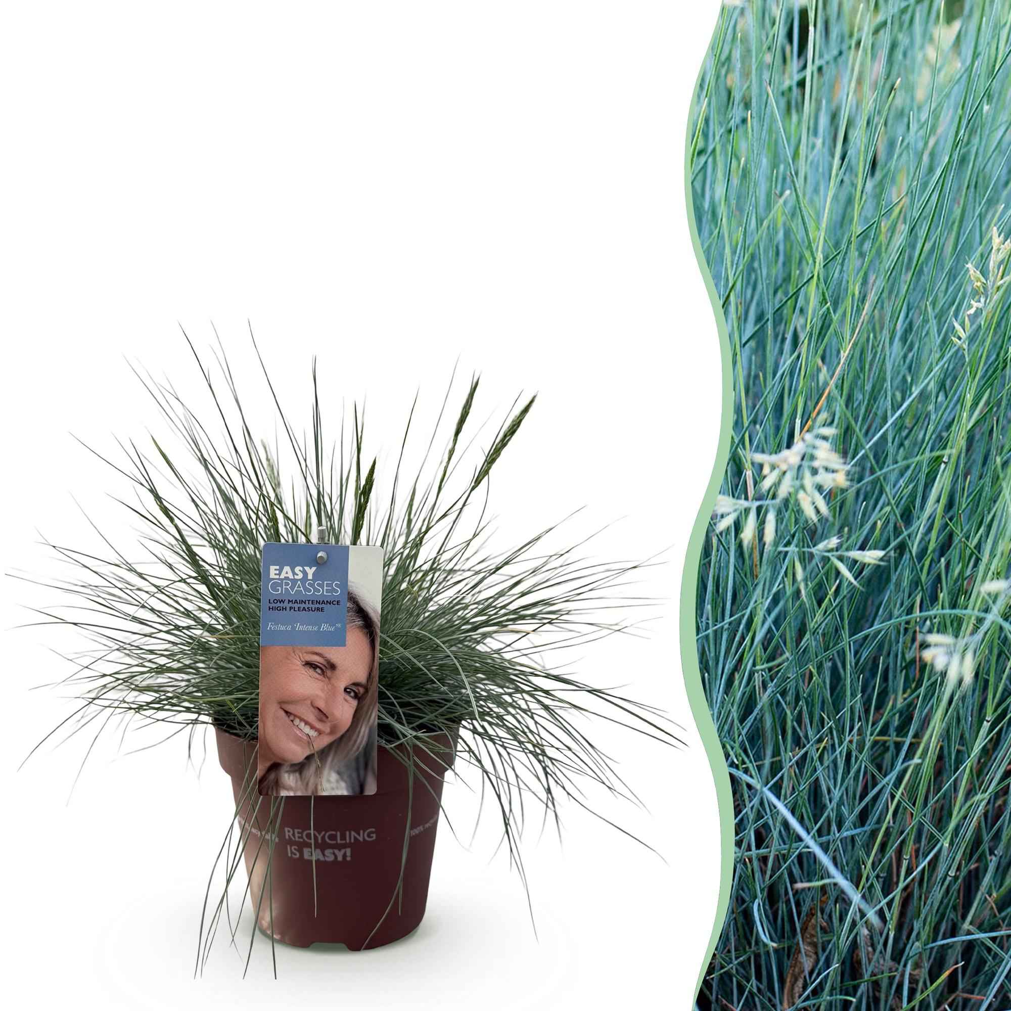Image of Ziergras Blauschwingel Festuca glauca Intense Blue – Immergrün & winterhart – Höhe ca. 50cm – 17cm – Trockenheitsresistent für Beet & Kübel-2
