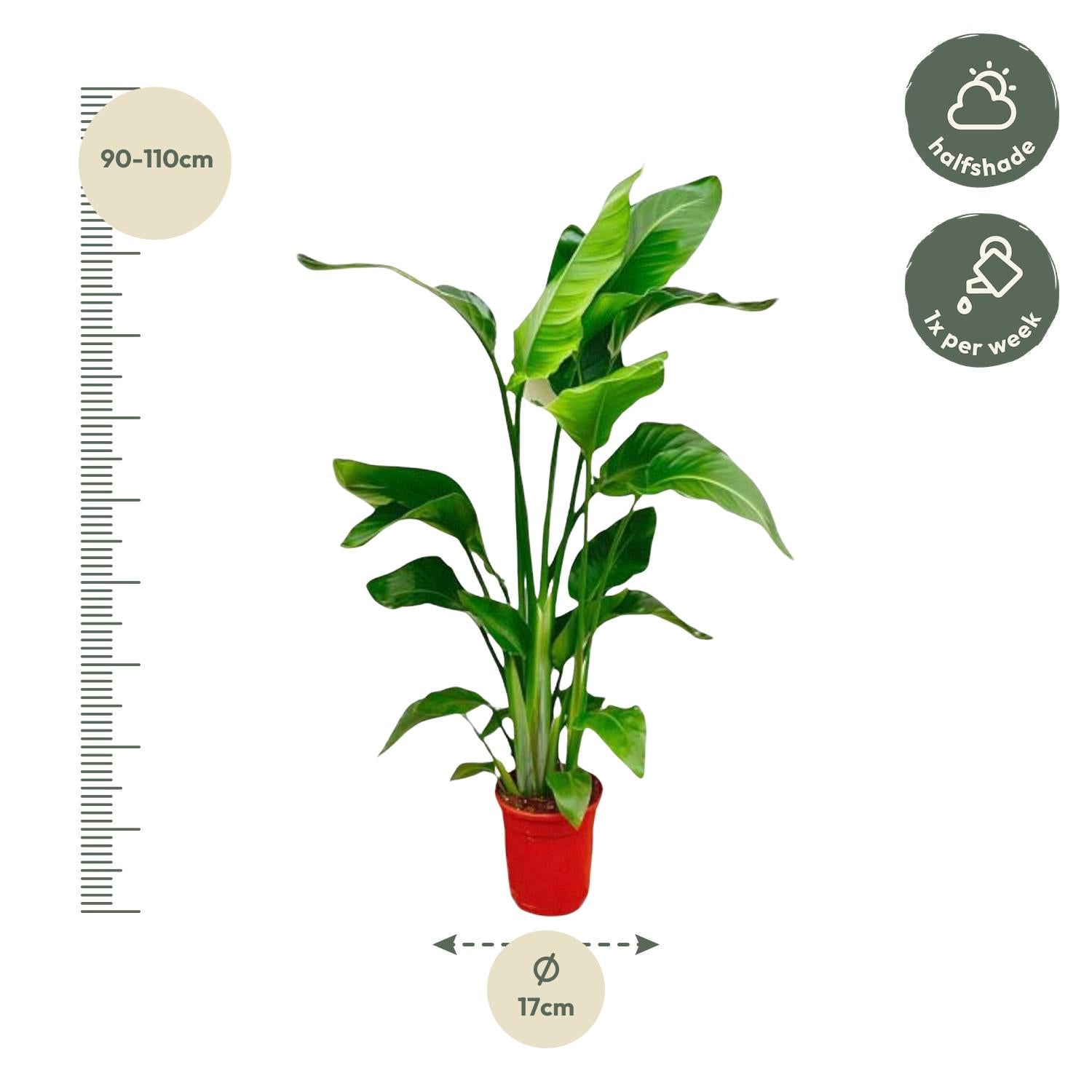 Image of Strelitzia Nicolai – Paradiesvogelblume – Zimmerpflanze 70-90cm – Ø17cm – Tropische Grünpflanze für Wohnzimmer & Büro – Exotisch & pflegeleicht-1